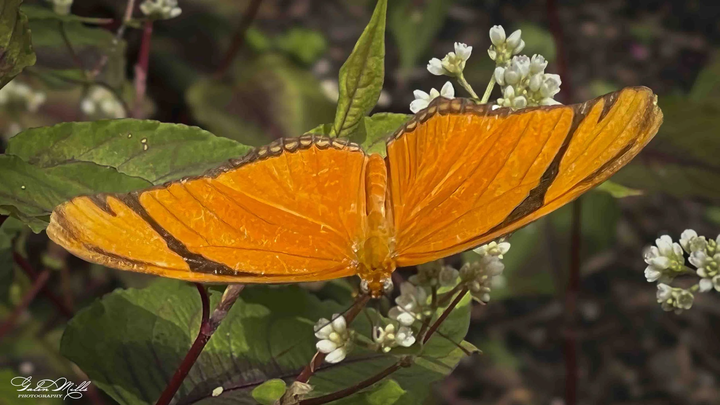 An orange butterfly with black markings on its wings resting on green leaves and white flowers.