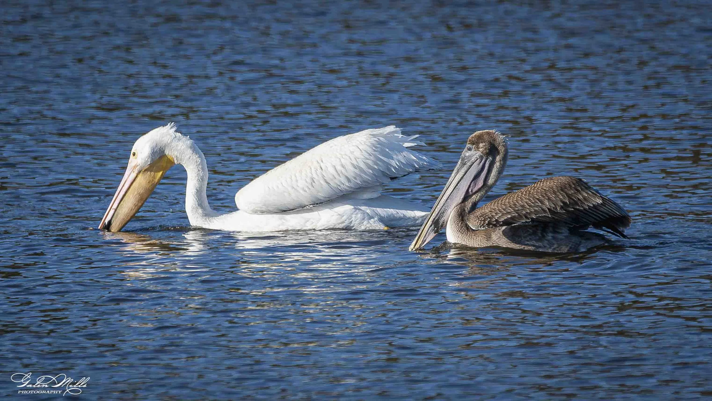 A white pelican and a brown pelican swimming in a body of water.