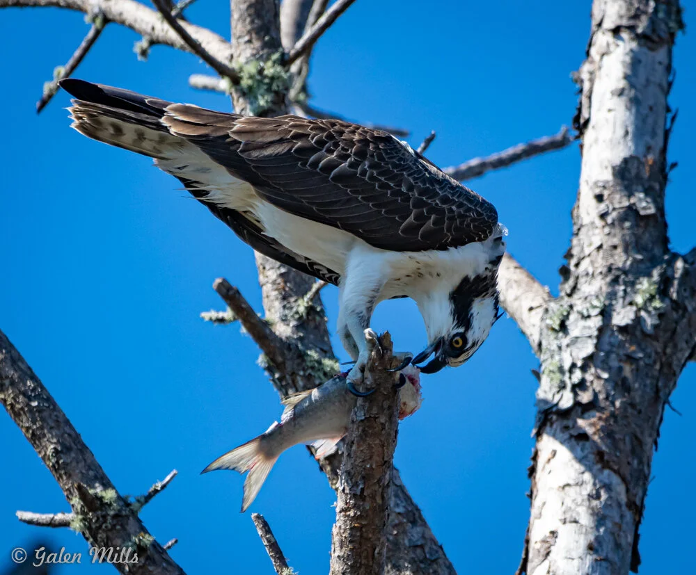 Osprey perched on a tree branch eating a fish, with a blue sky background.