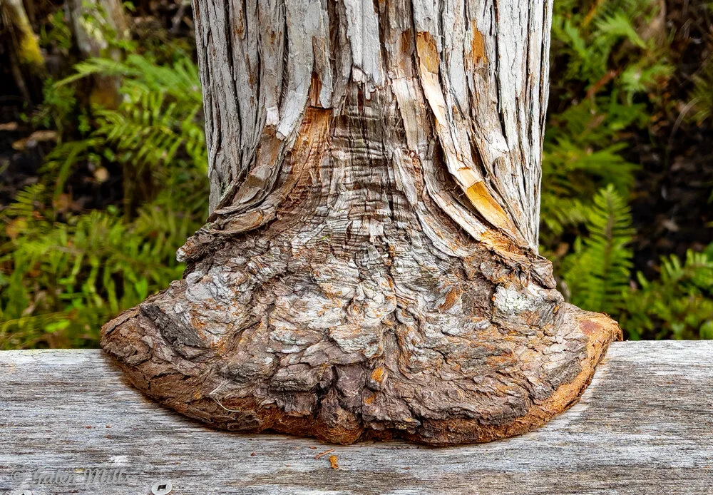 Close-up of a tree trunk with textured bark and a swollen base, surrounded by green foliage.