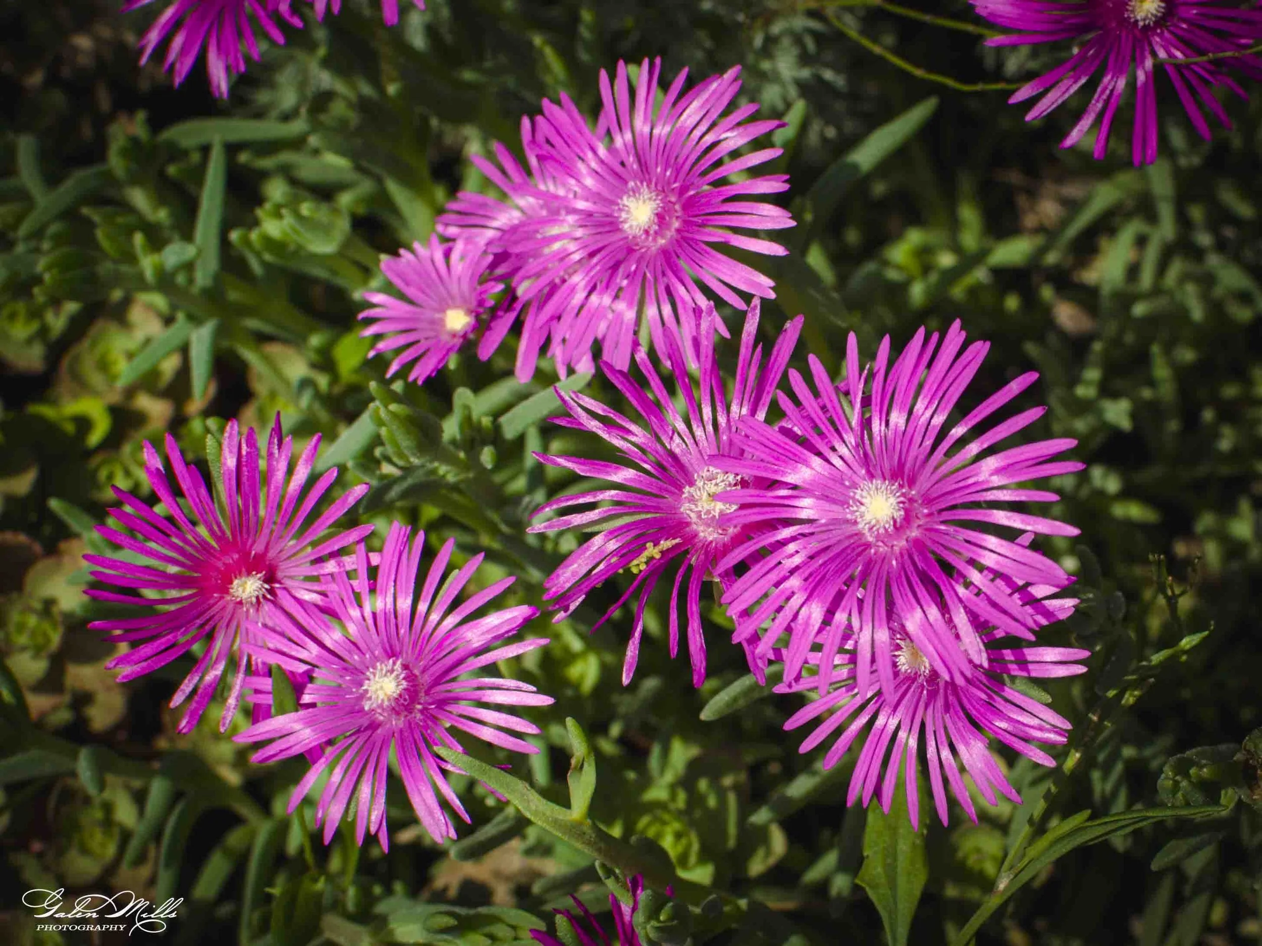 Bright pink, spiky flowers with white centers blooming among green foliage and dark soil.