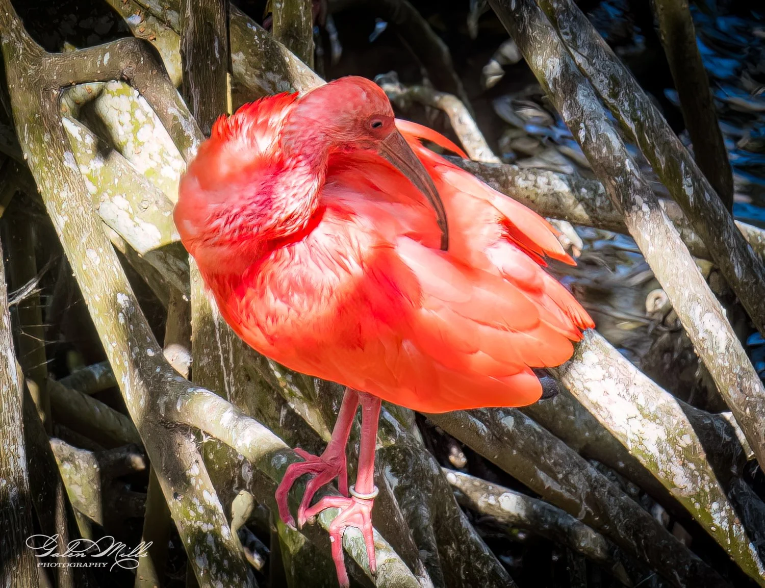 Scarlet ibis perched on tree branches in mangrove swamp.