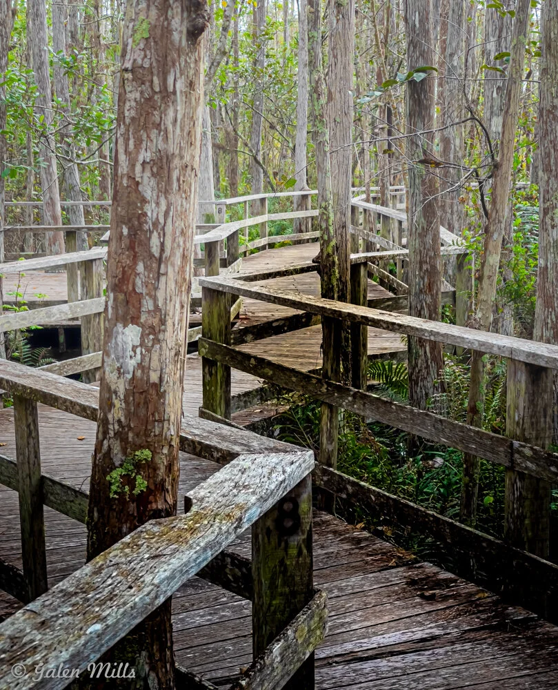 Wooden boardwalk winding through a swampy forest with tall trees and dense vegetation.