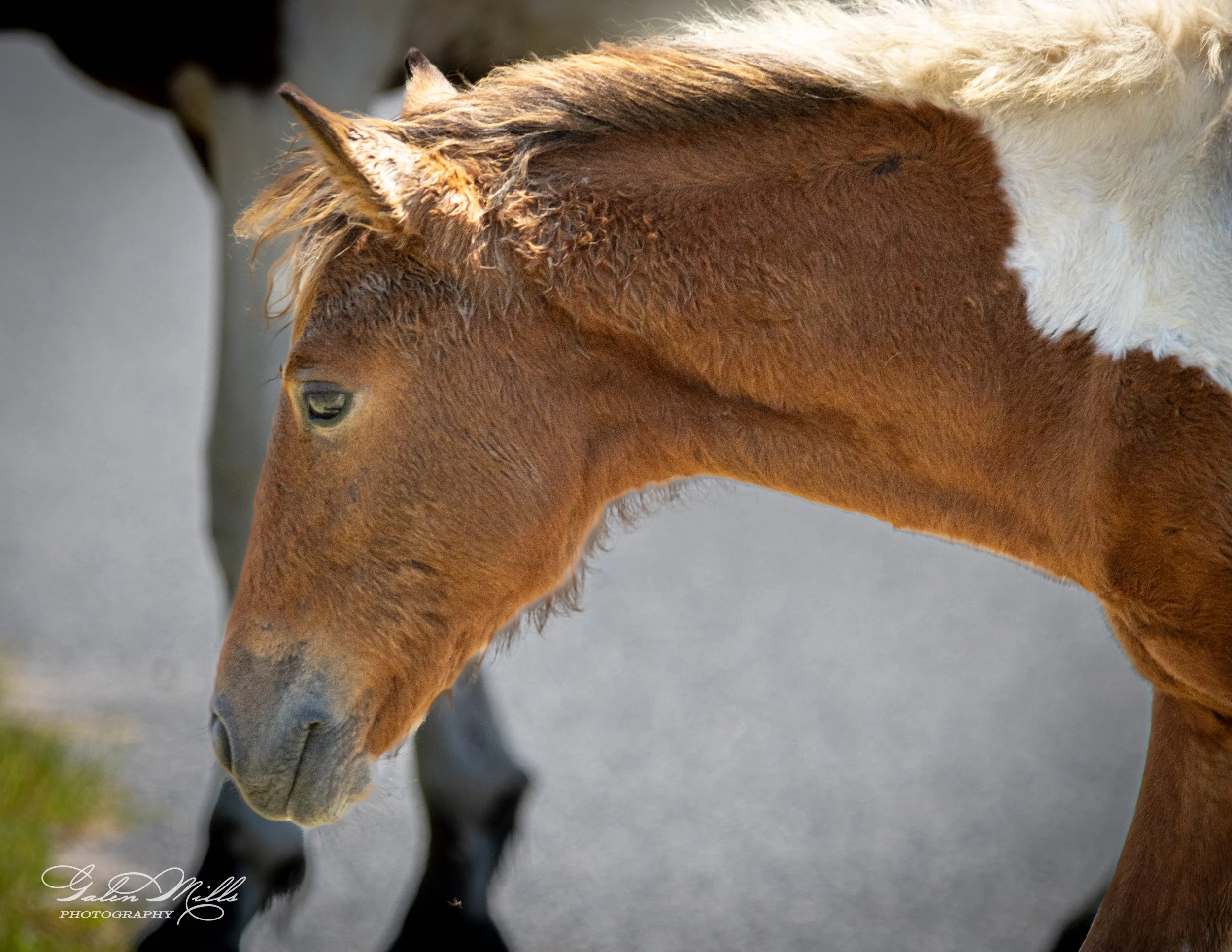 Close-up of a brown and white foal with a fuzzy coat.