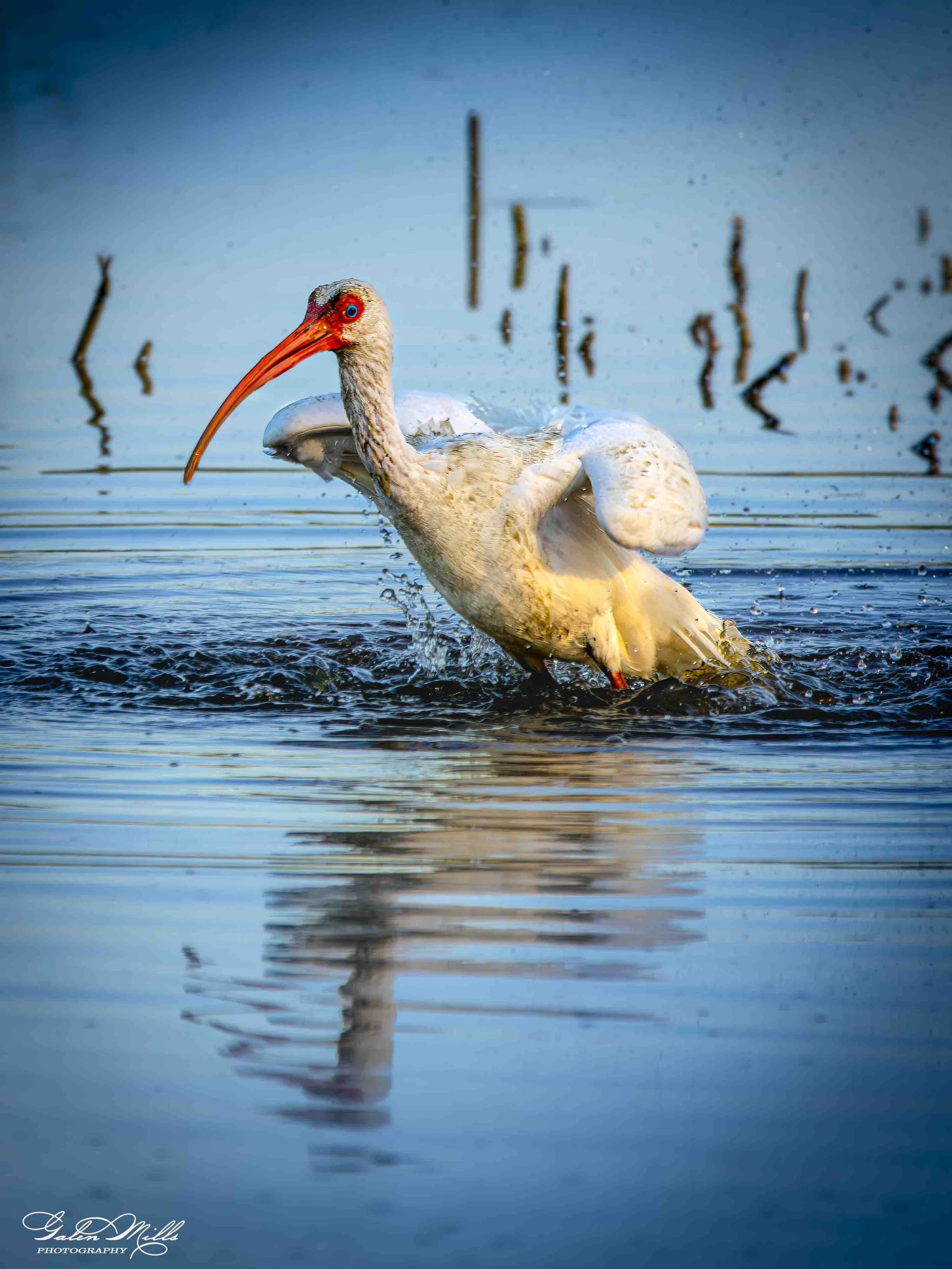 Water birds  Vert-8.jpg
