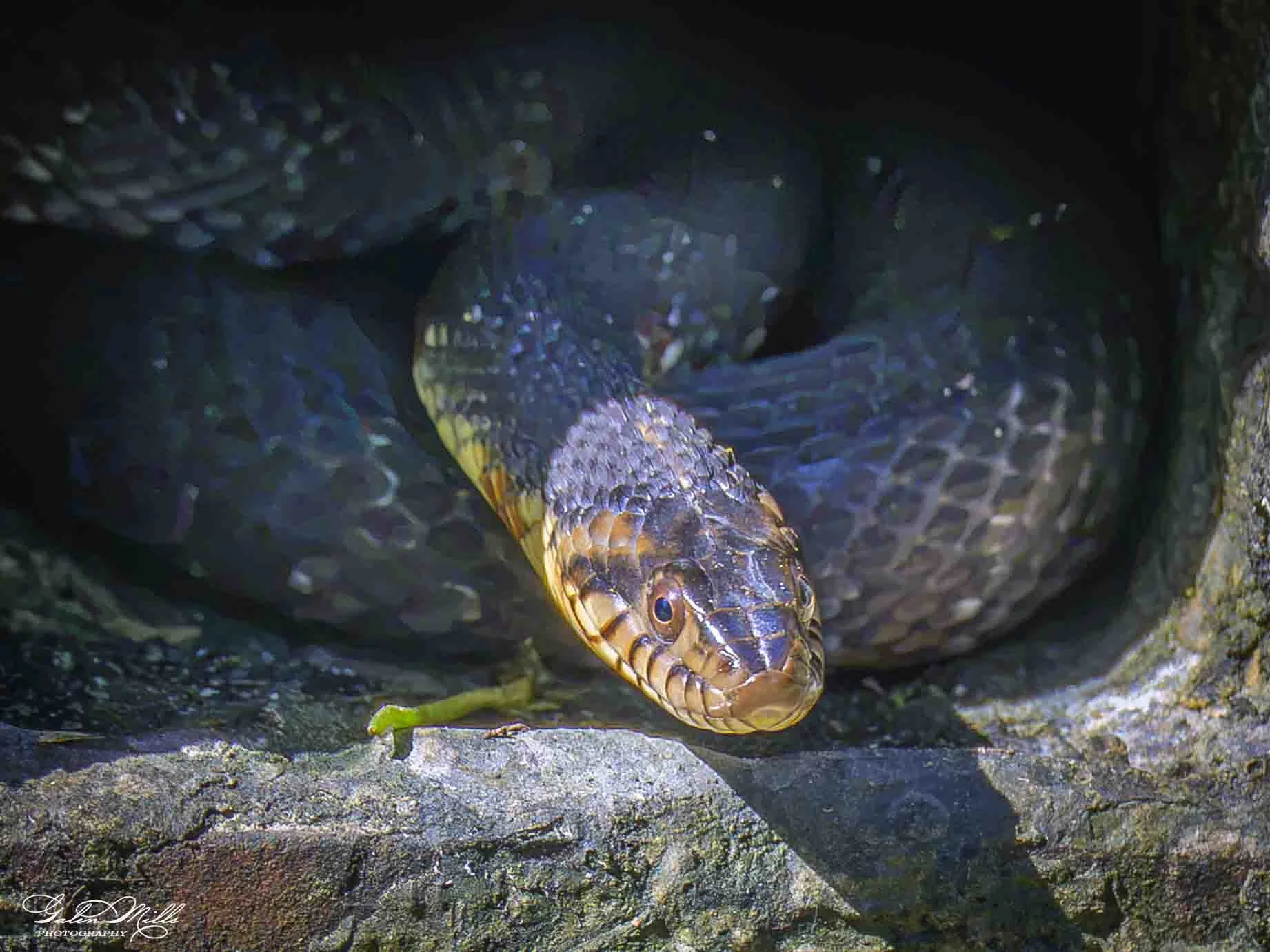 SS Wildlife a-96.jpg