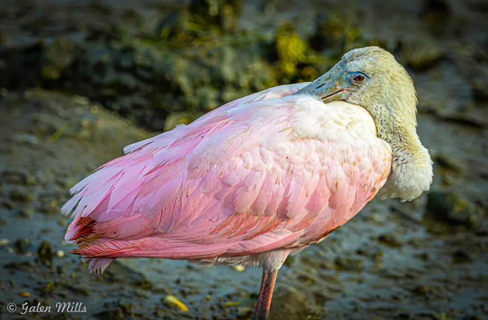 Roseate spoonbill with pink feathers standing on muddy ground.