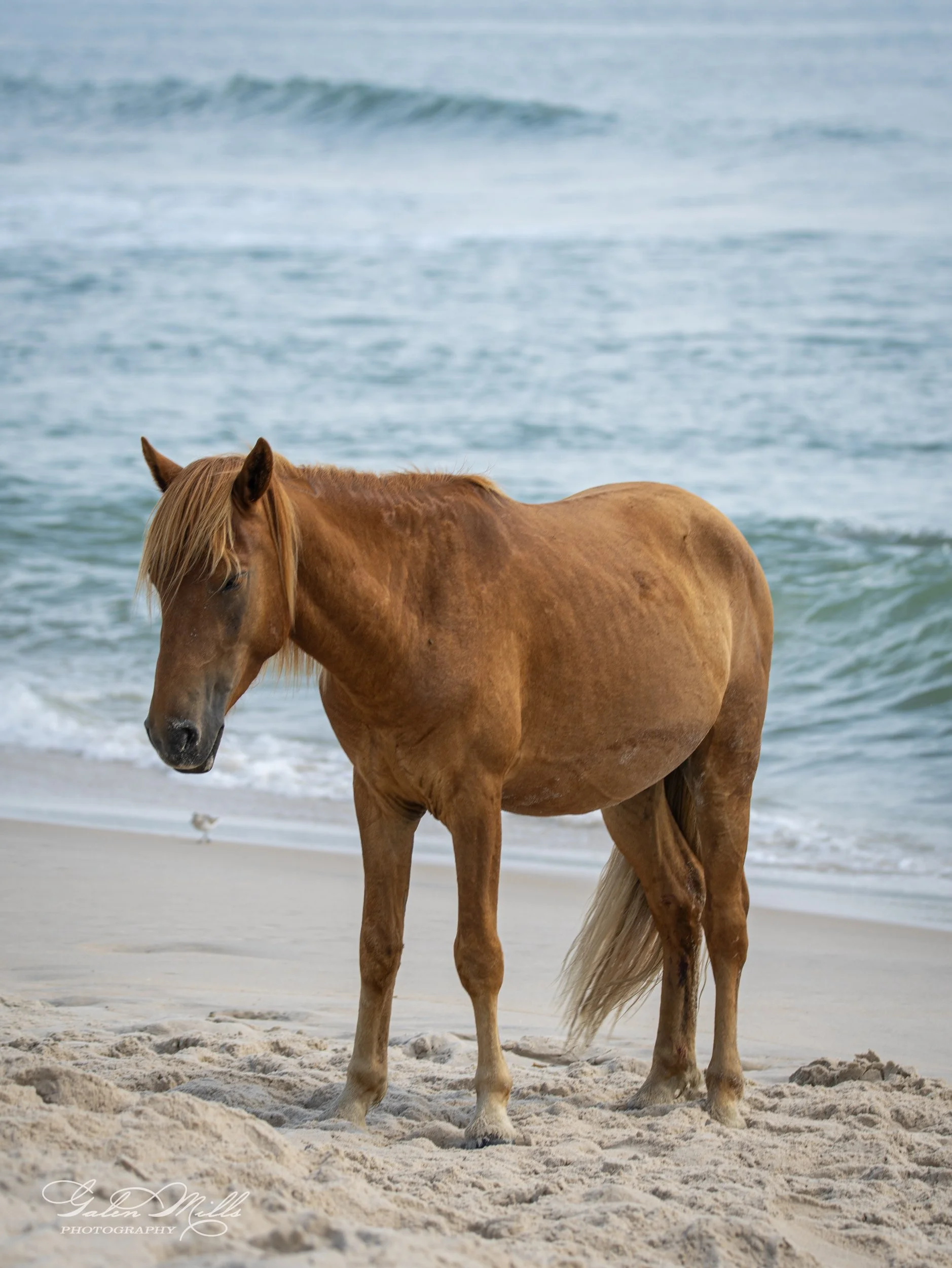 Wild horse standing on a sandy beach with ocean waves in the background.