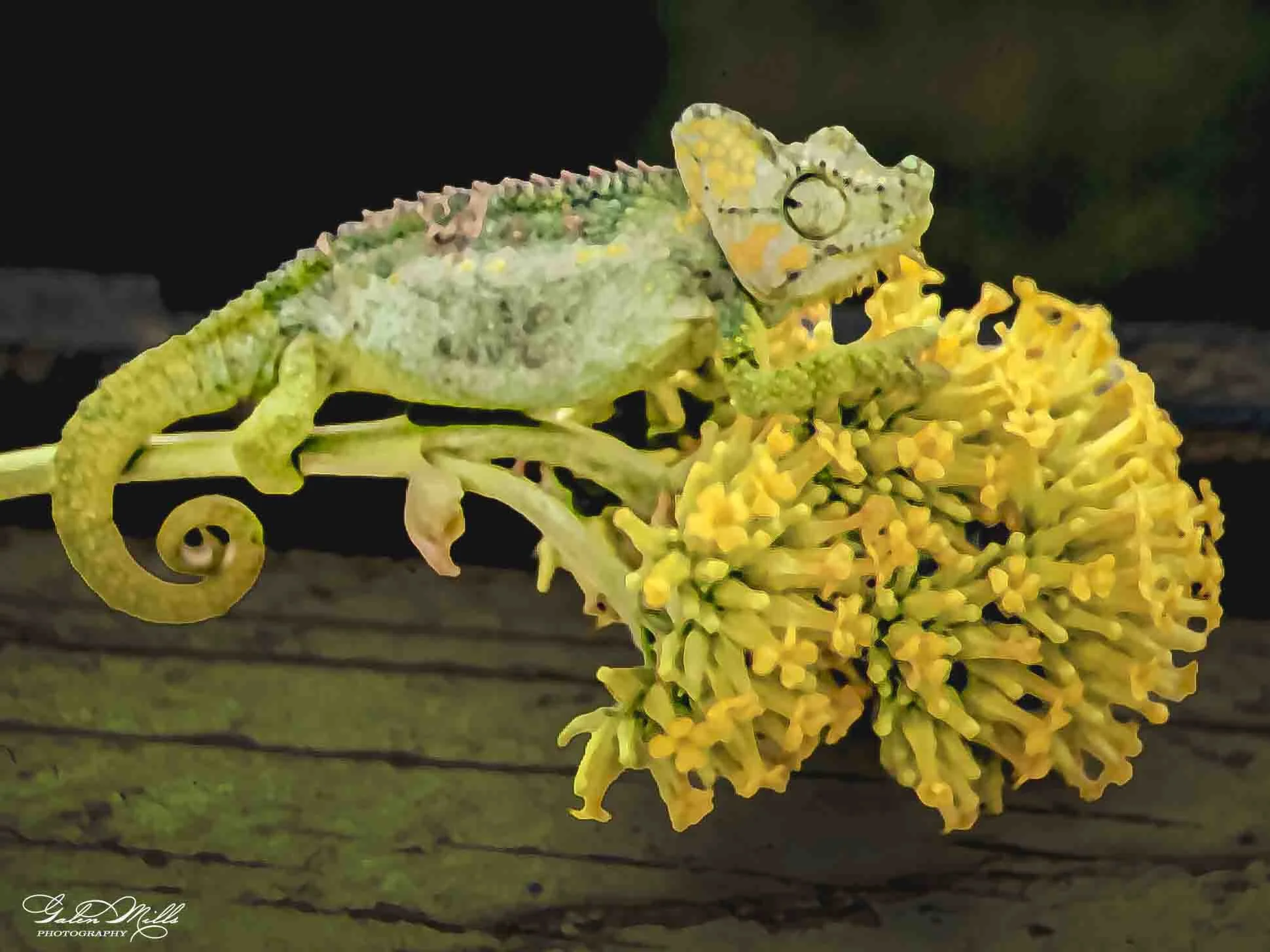 Close-up of a chameleon perched on yellow flowers against a dark background.