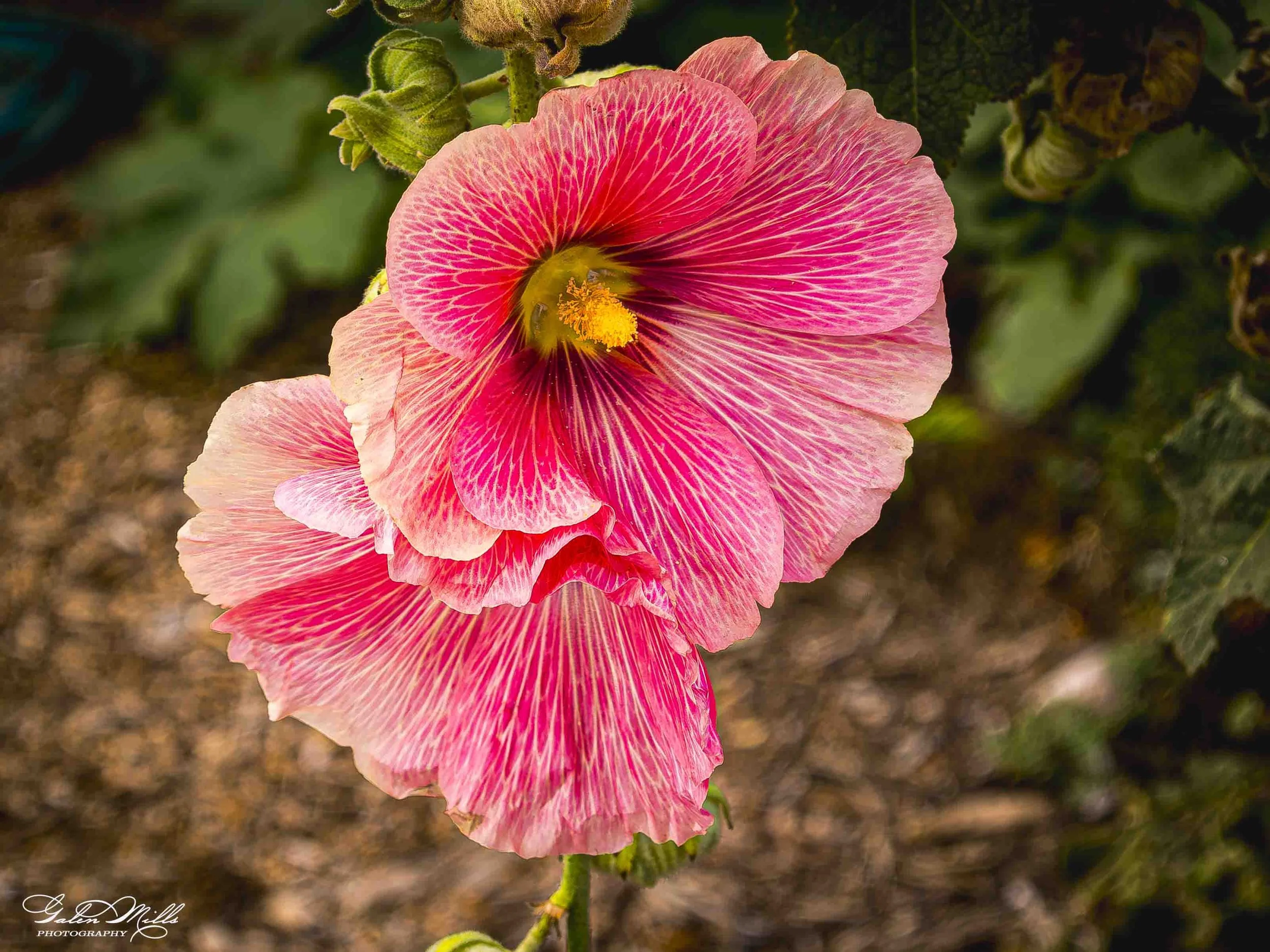 A close-up of a pink hollyhock flower with yellow stamens, set against a blurred background of soil and green leaves.