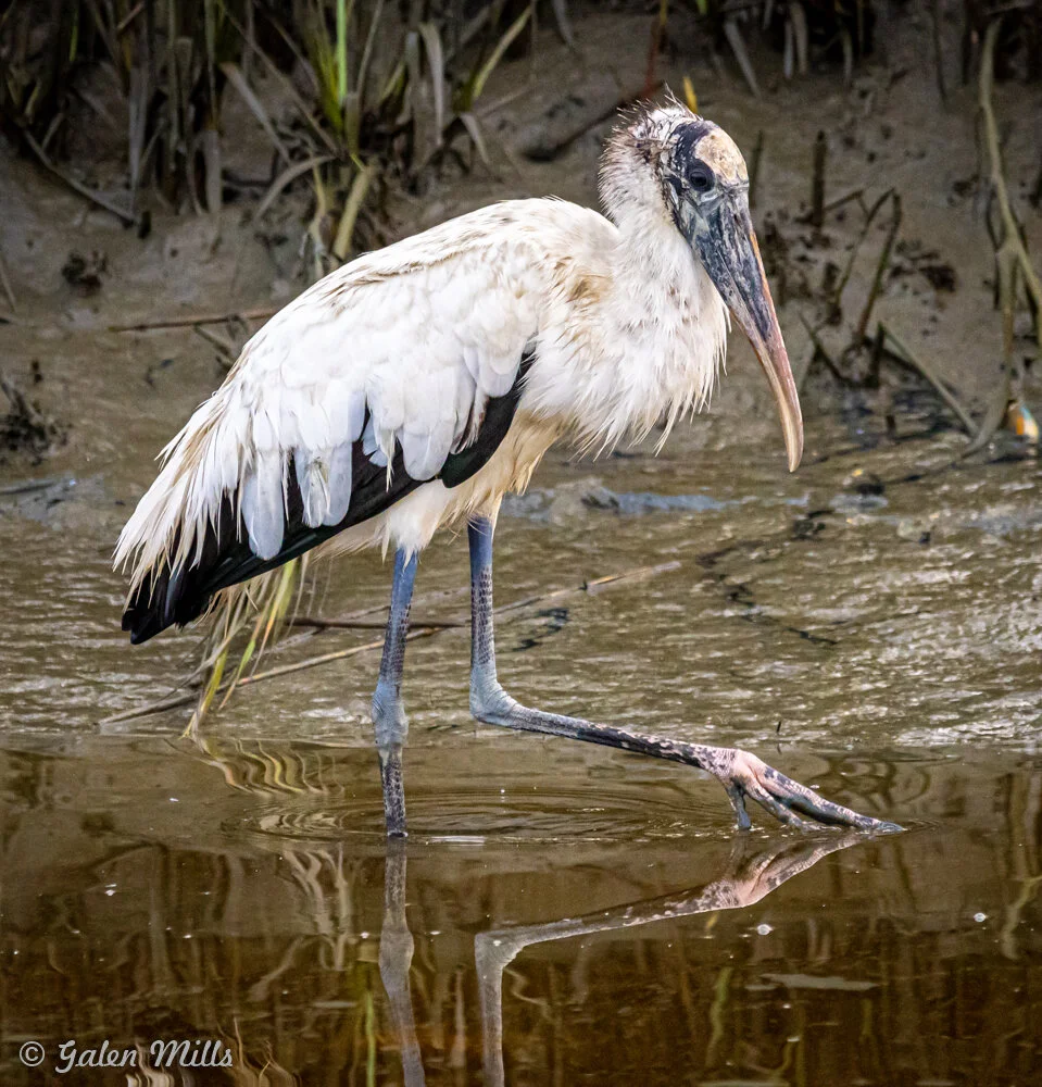 Wood stork standing in shallow water with muddy background