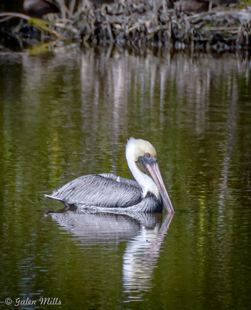 Brown pelican floating on calm water reflecting its image, surrounded by marsh vegetation.