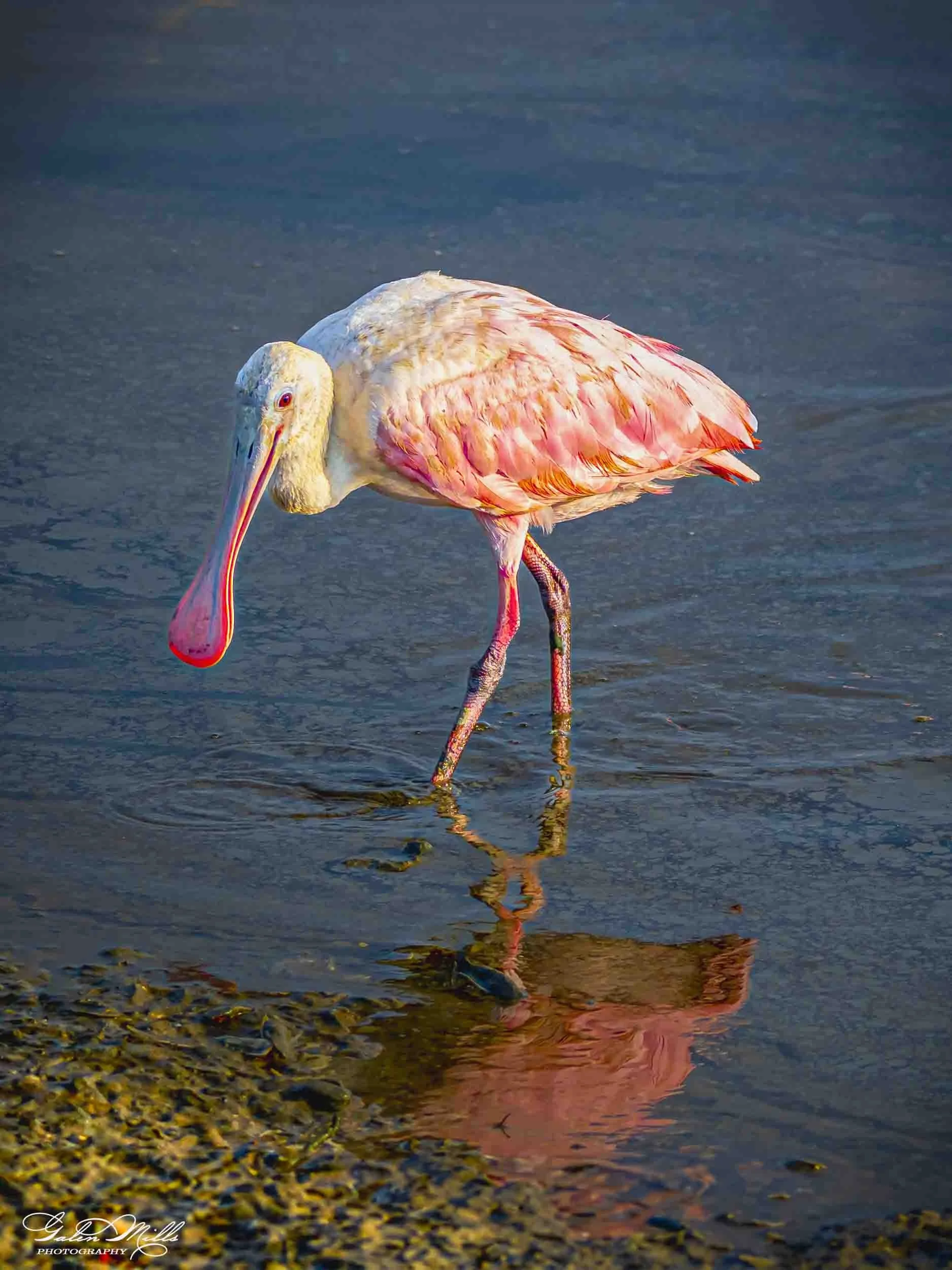 A roseate spoonbill standing in shallow water near a rocky shoreline, with a reflection visible in the water.