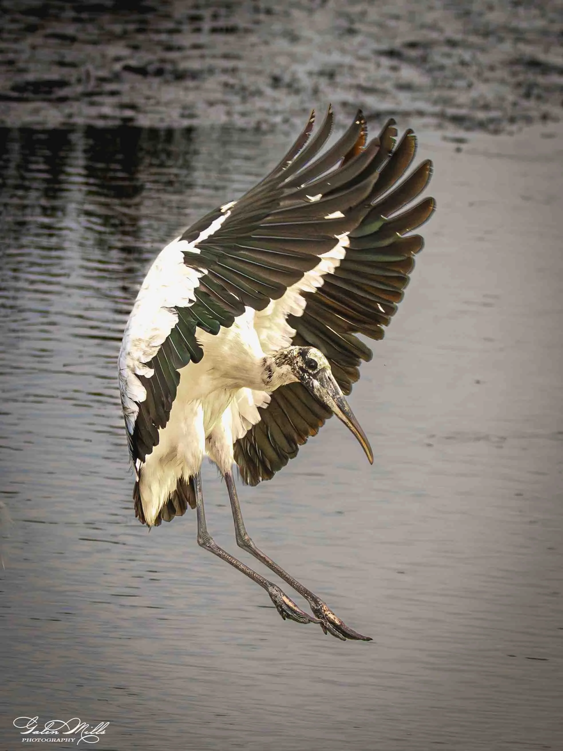 A stork with outstretched wings flying over a body of water.