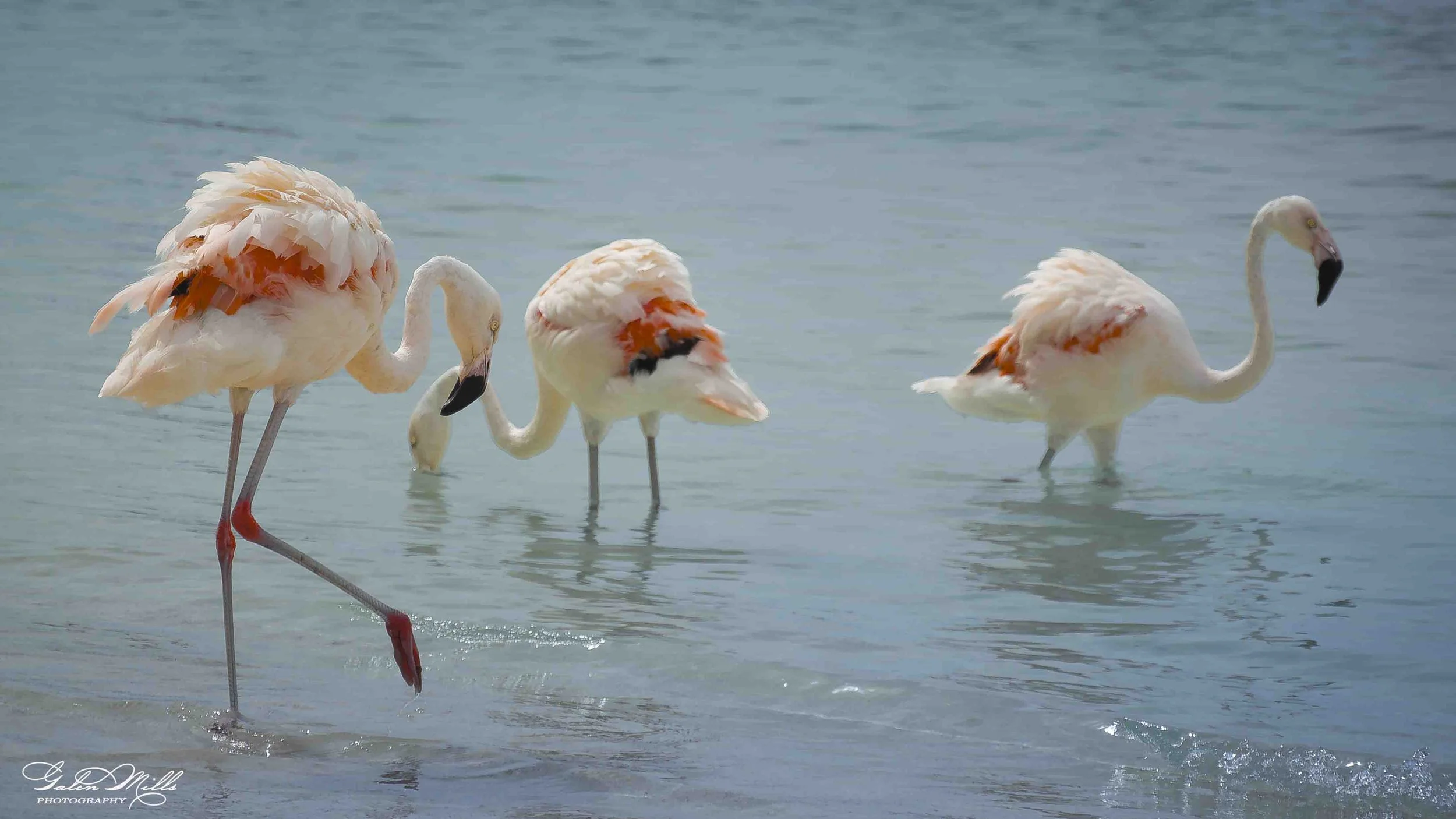 Four flamingos wading in shallow water, with one standing on one leg and the others with curved necks, in a calm water setting.