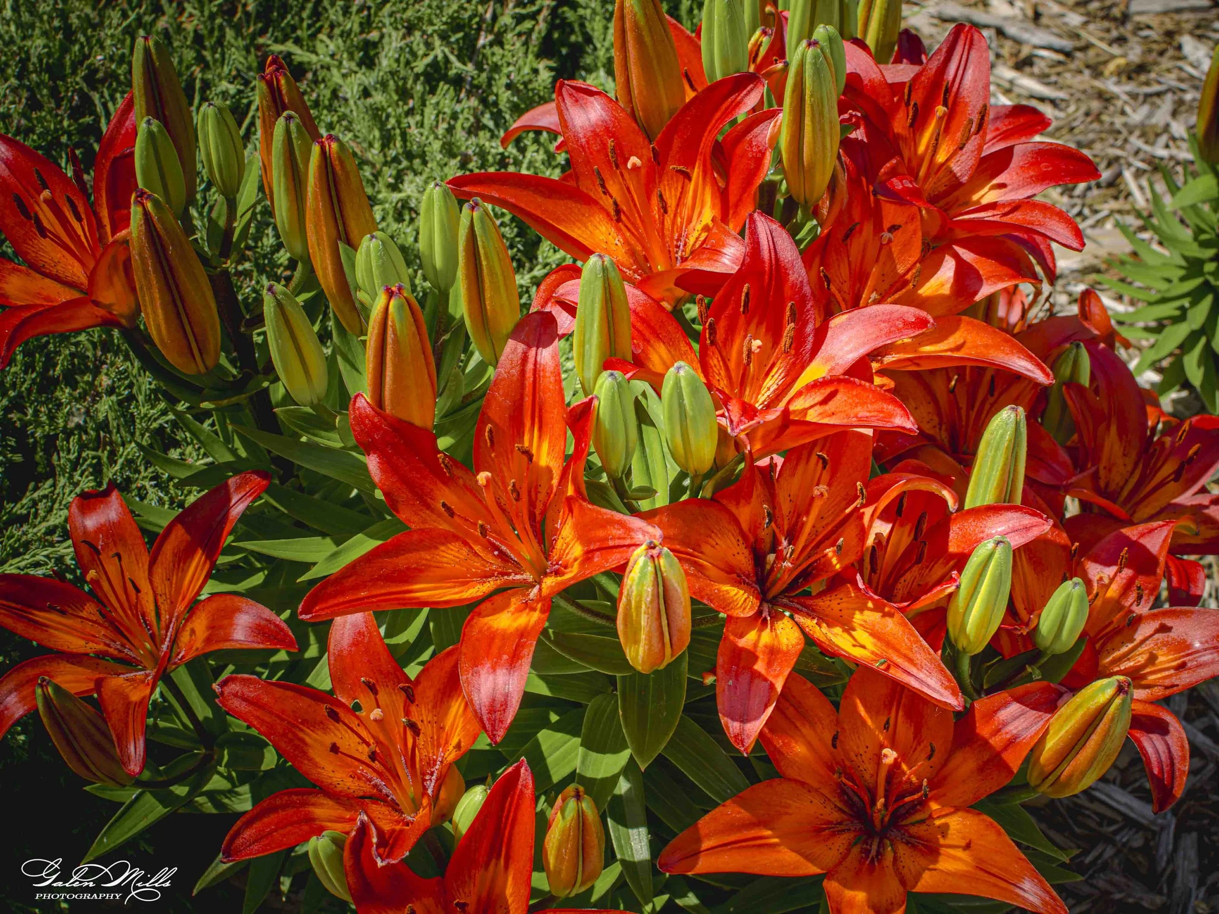 A cluster of bright orange lilies with some buds and partially opened blooms, set against green foliage and soil.