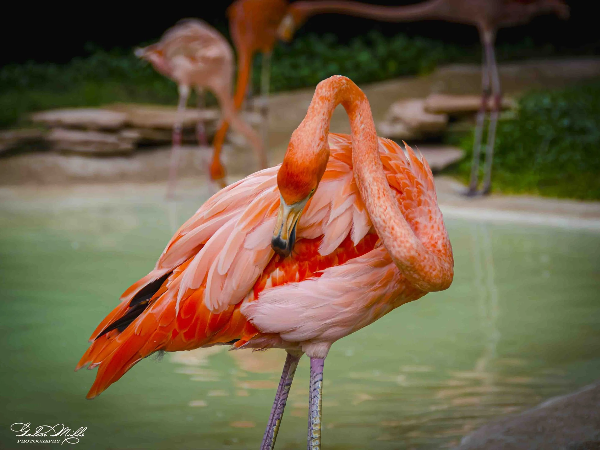Two flamingos standing in water, with green foliage and rocks in the background.