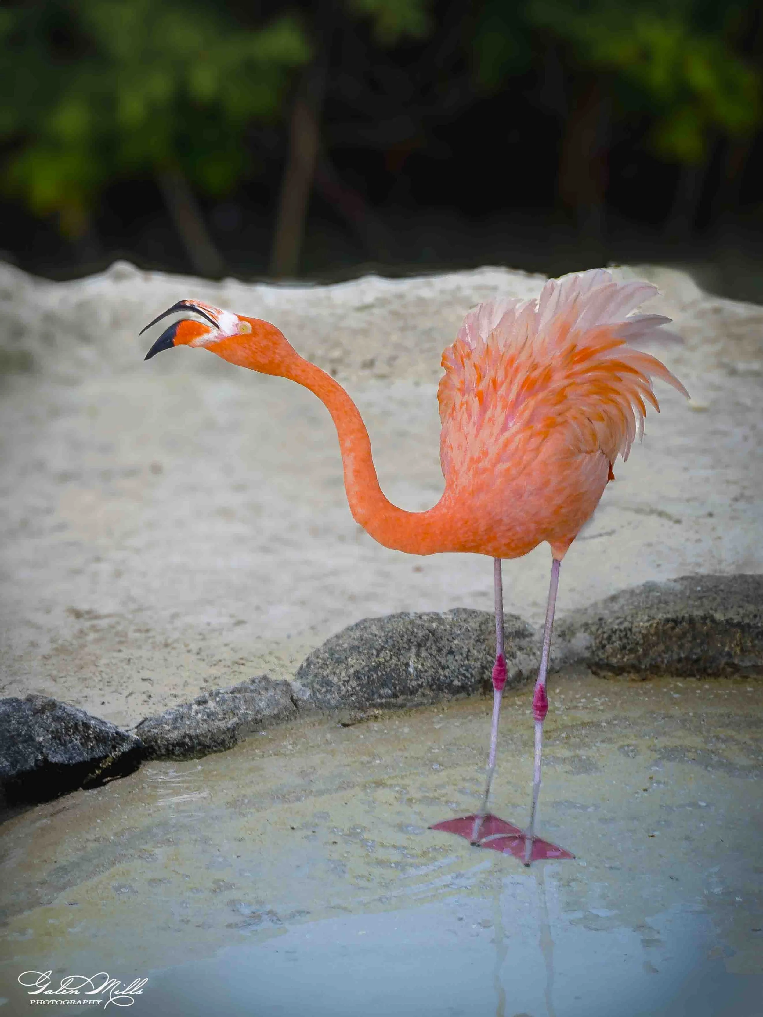A pink artificial flamingo lawn ornament standing on a sandy surface with a reflection in water, with blurred green foliage in the background.
