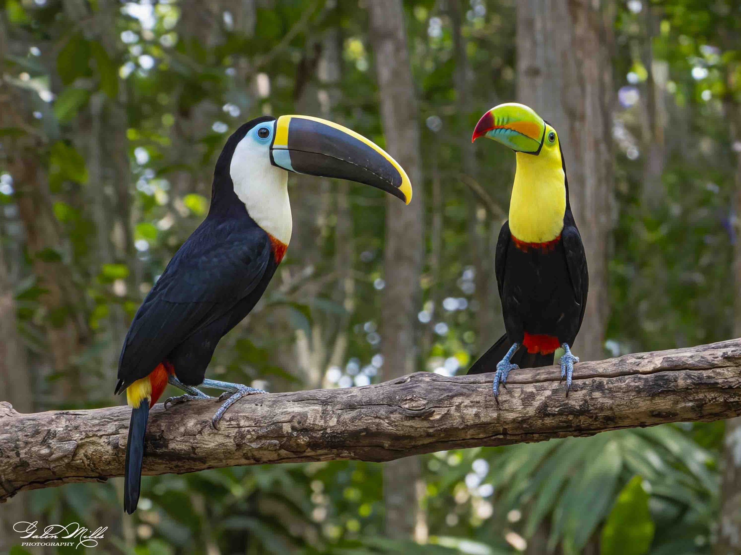 Two toucans perched on a tree branch in a lush forest with green foliage in the background.