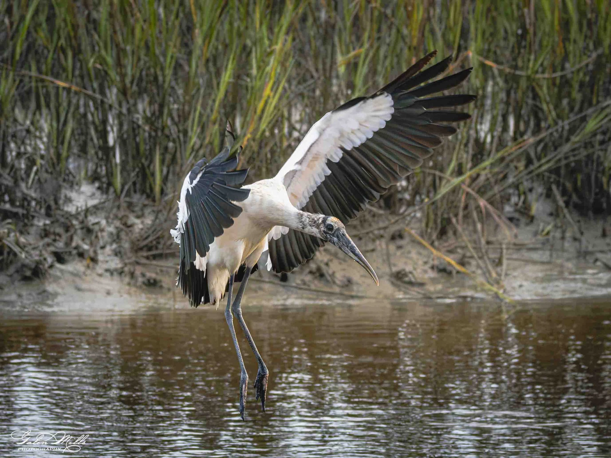 A stork with white and black feathers flying over water in a wetland area with tall grasses.