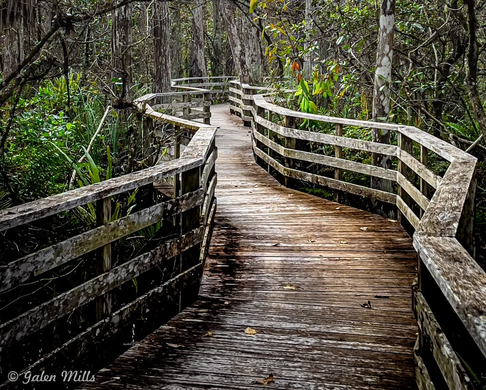 Wooden boardwalk winding through dense forest greenery, surrounded by trees and plants.