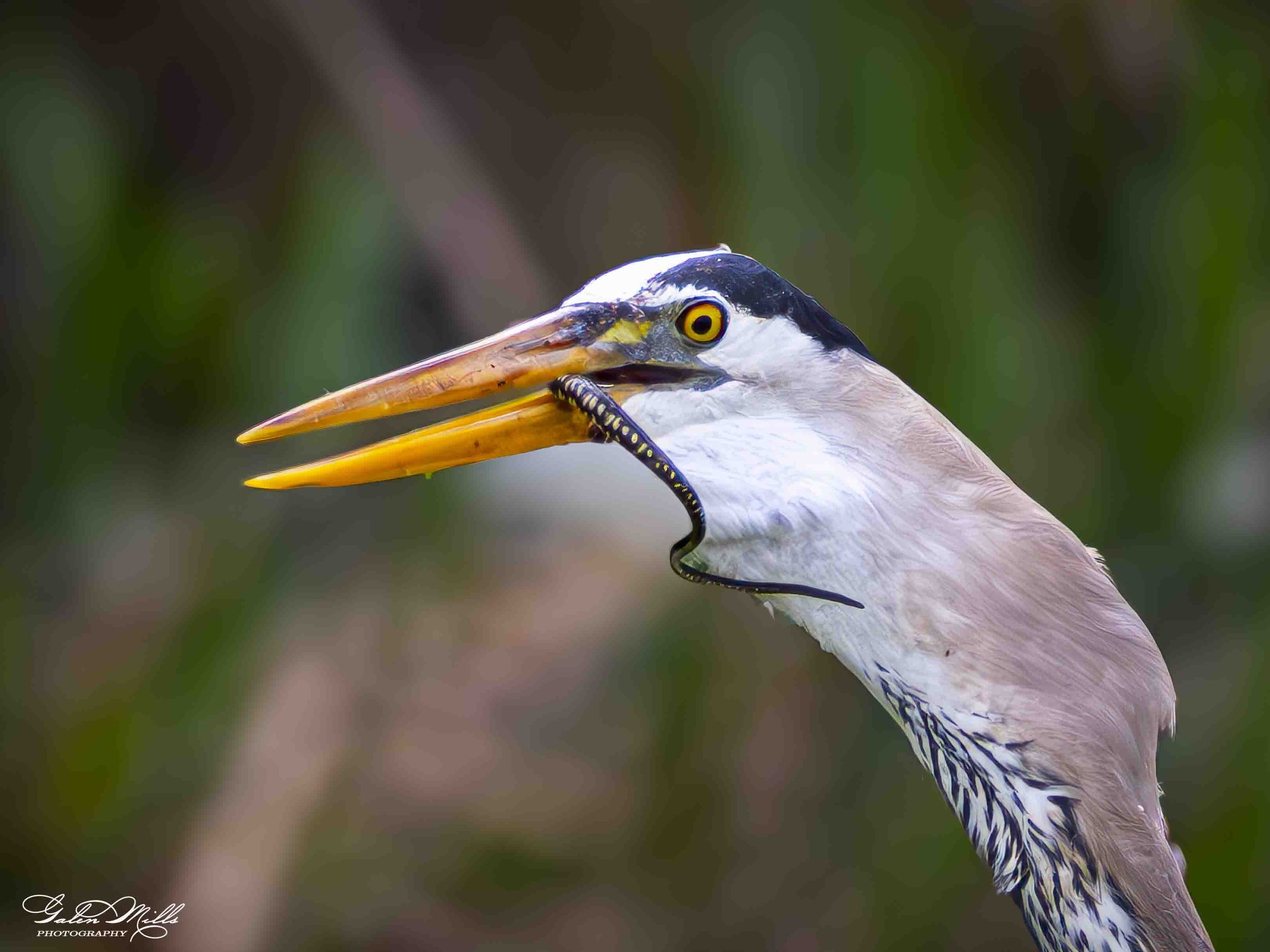 Water birds  Horz-49.jpg