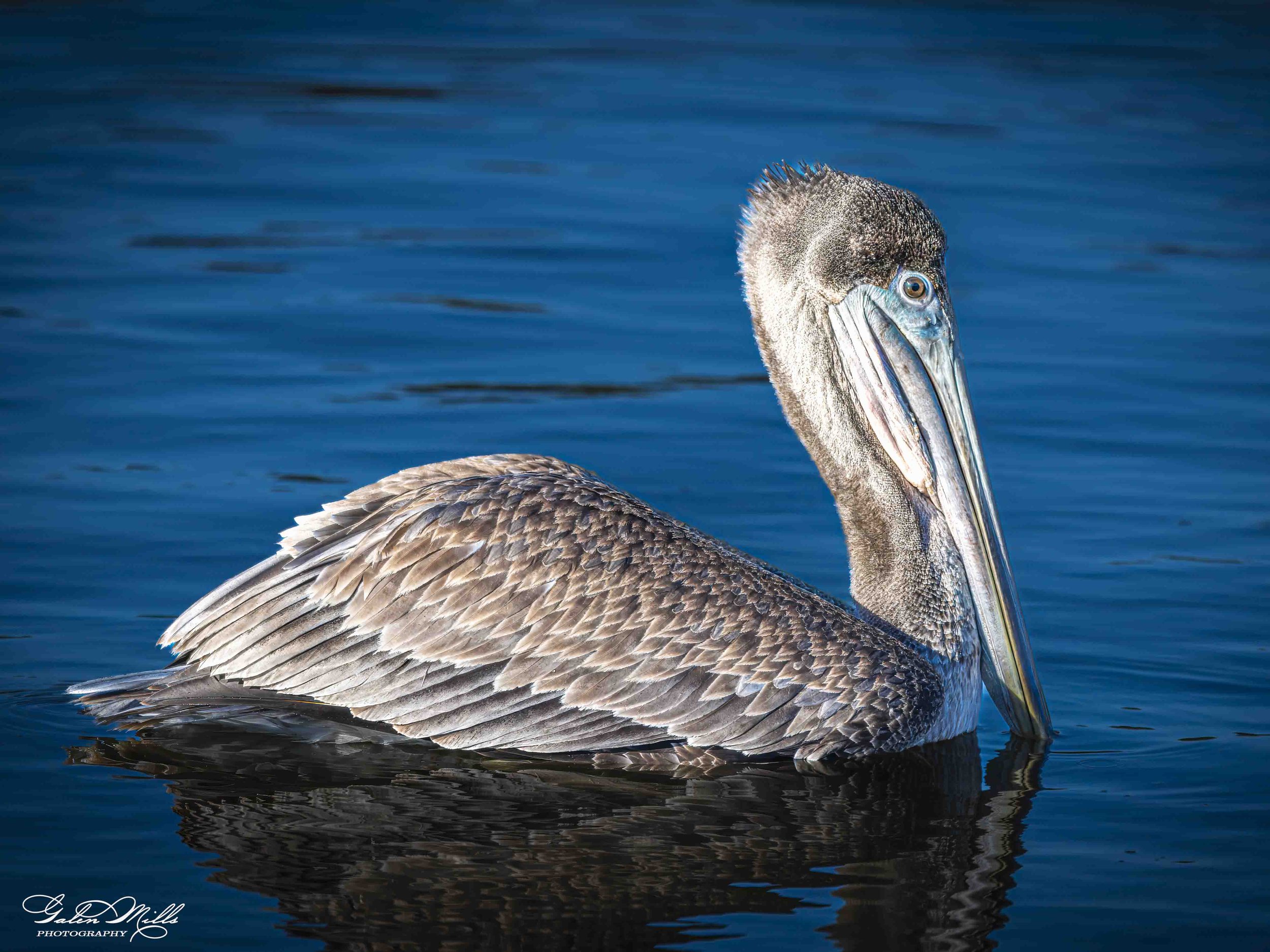 Water birds  Horz-19.jpg