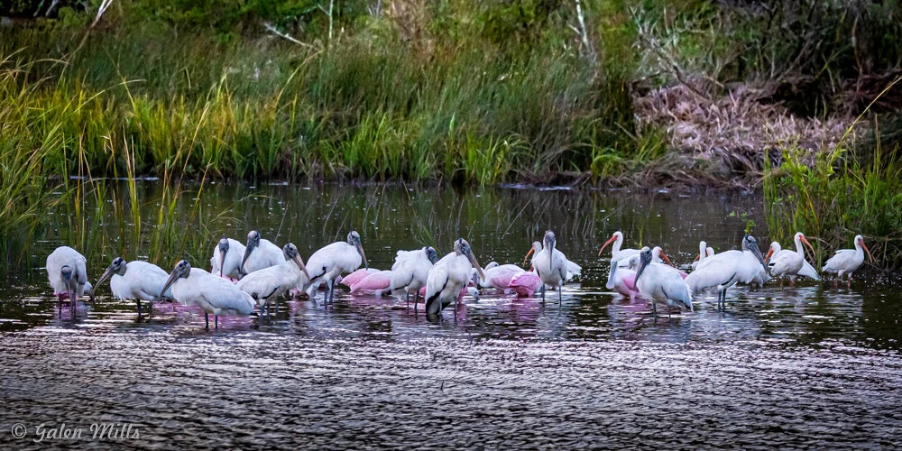 Flock of wading birds including white ibises and roseate spoonbills in a marshland.