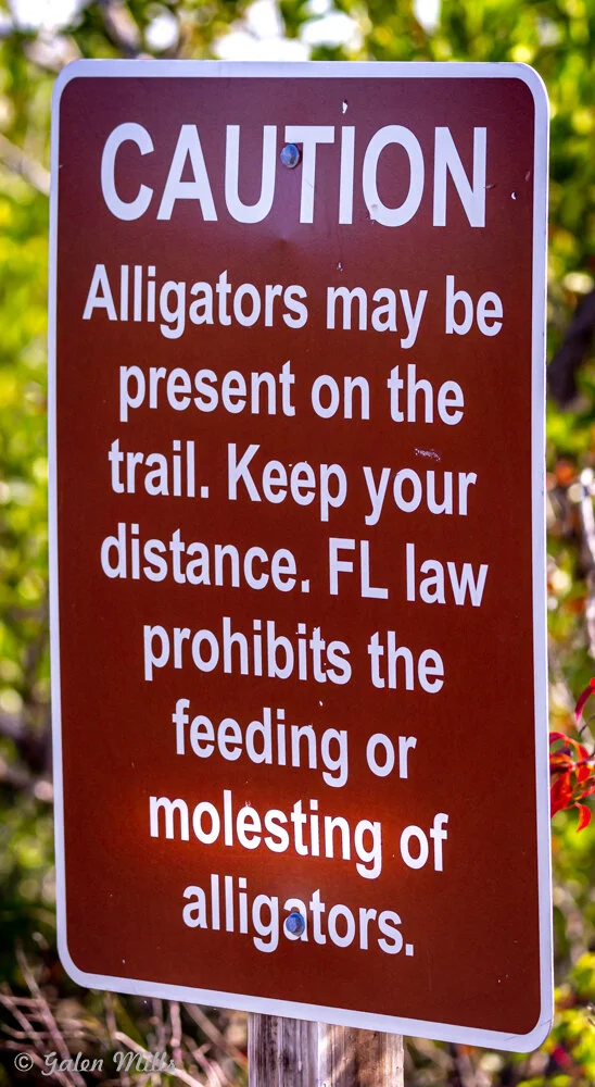 Caution sign warning about presence of alligators, advising to keep distance and noting that Florida law prohibits feeding or molesting alligators.