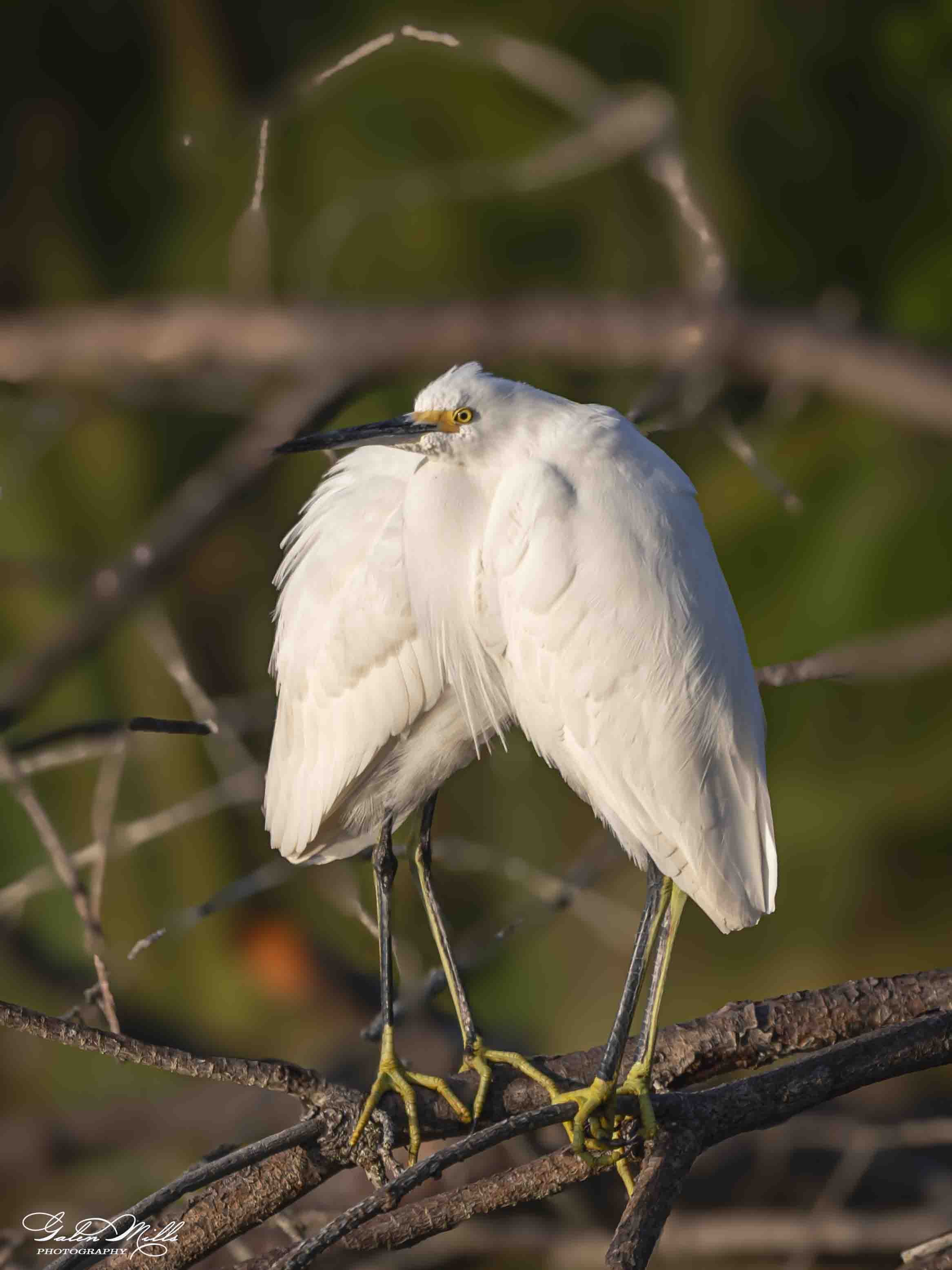 A white egret perched on tree branches in a natural setting, with yellow eyes and a long black beak.