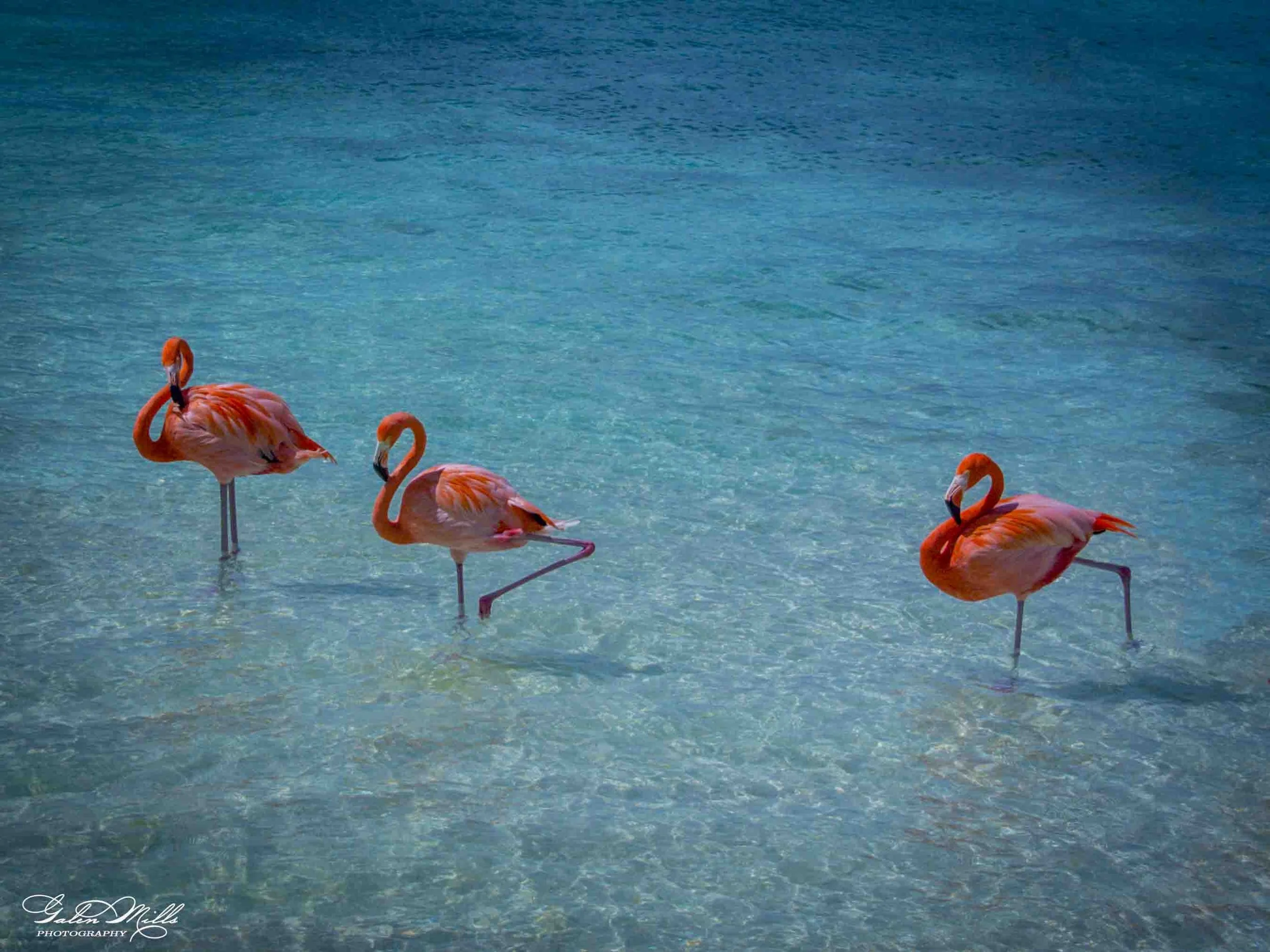 A group of pink flamingos standing in shallow, clear blue water.