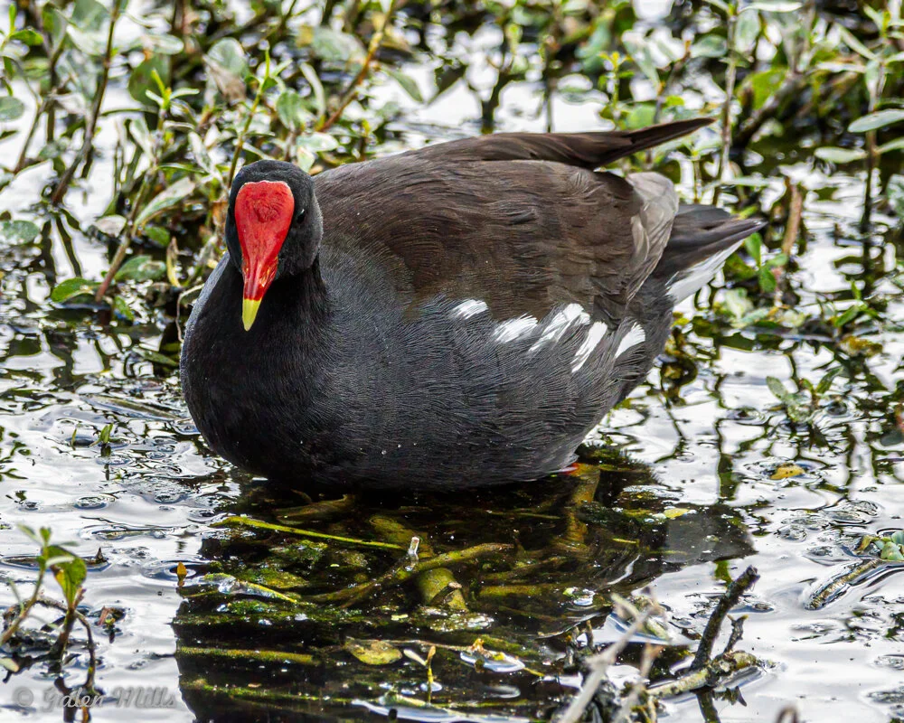 A common moorhen with a red and yellow beak, black body, and white flank markings, standing on water surrounded by green vegetation.