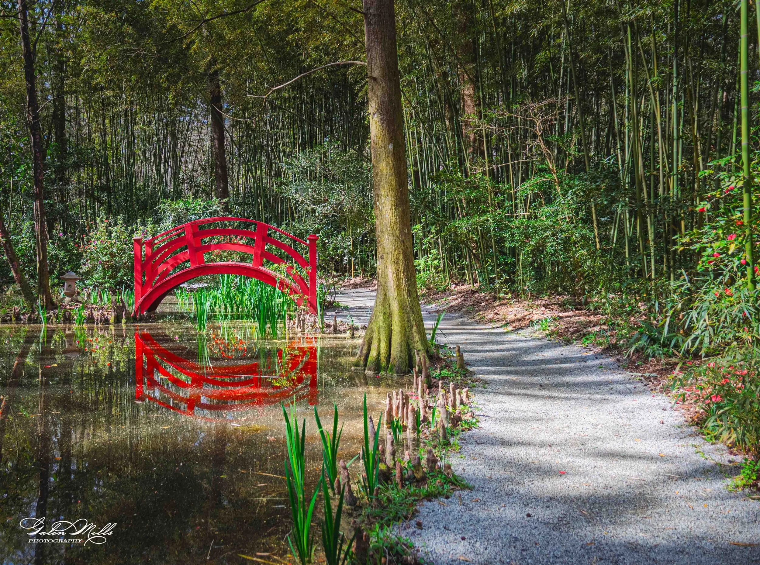 Magnolia Plantation and Gardens 