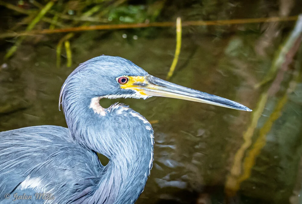 Close-up of a tricolored heron with a long beak by the water.