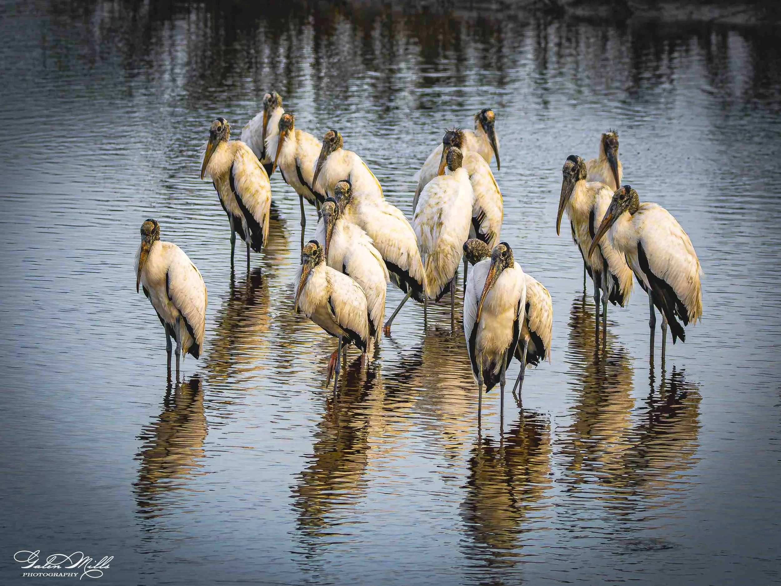 Group of white and brown pelicans standing in shallow water.