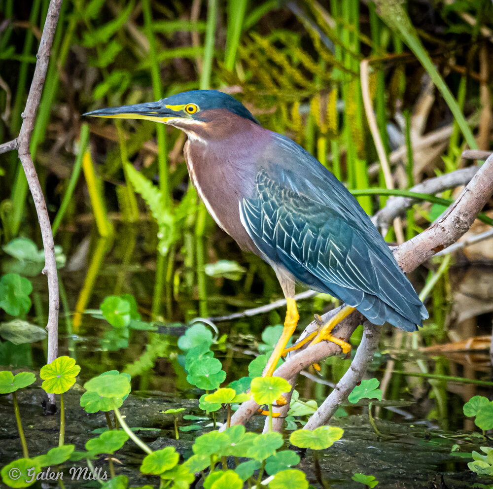 Green heron perched on a branch by the water with green foliage