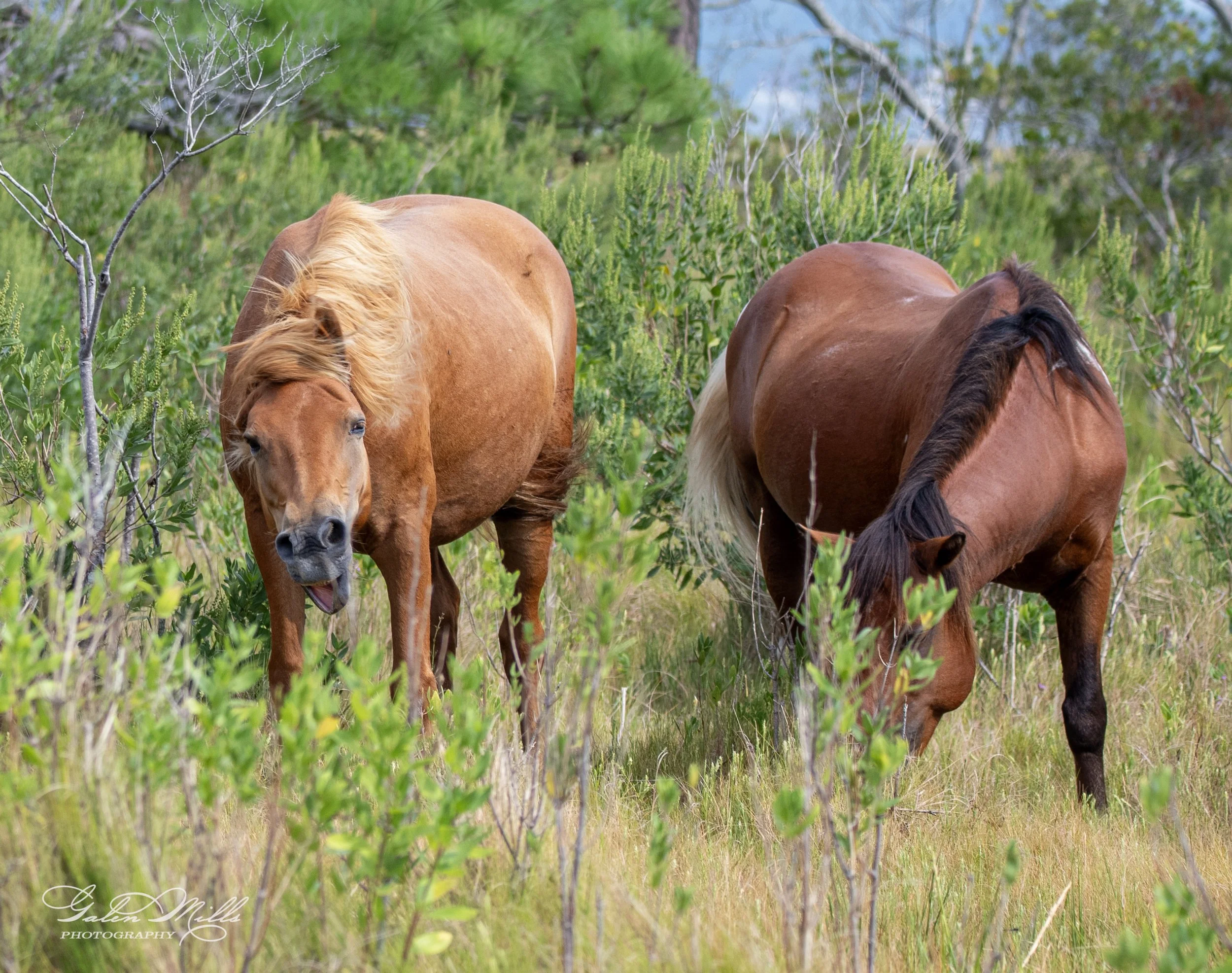 Two wild horses grazing in a grassy field with green shrubs and trees in the background.