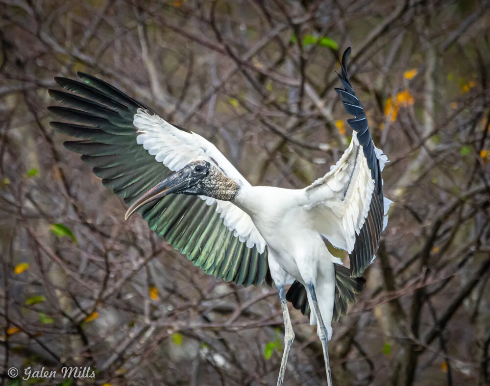 Wood stork with outstretched wings in a forested area.