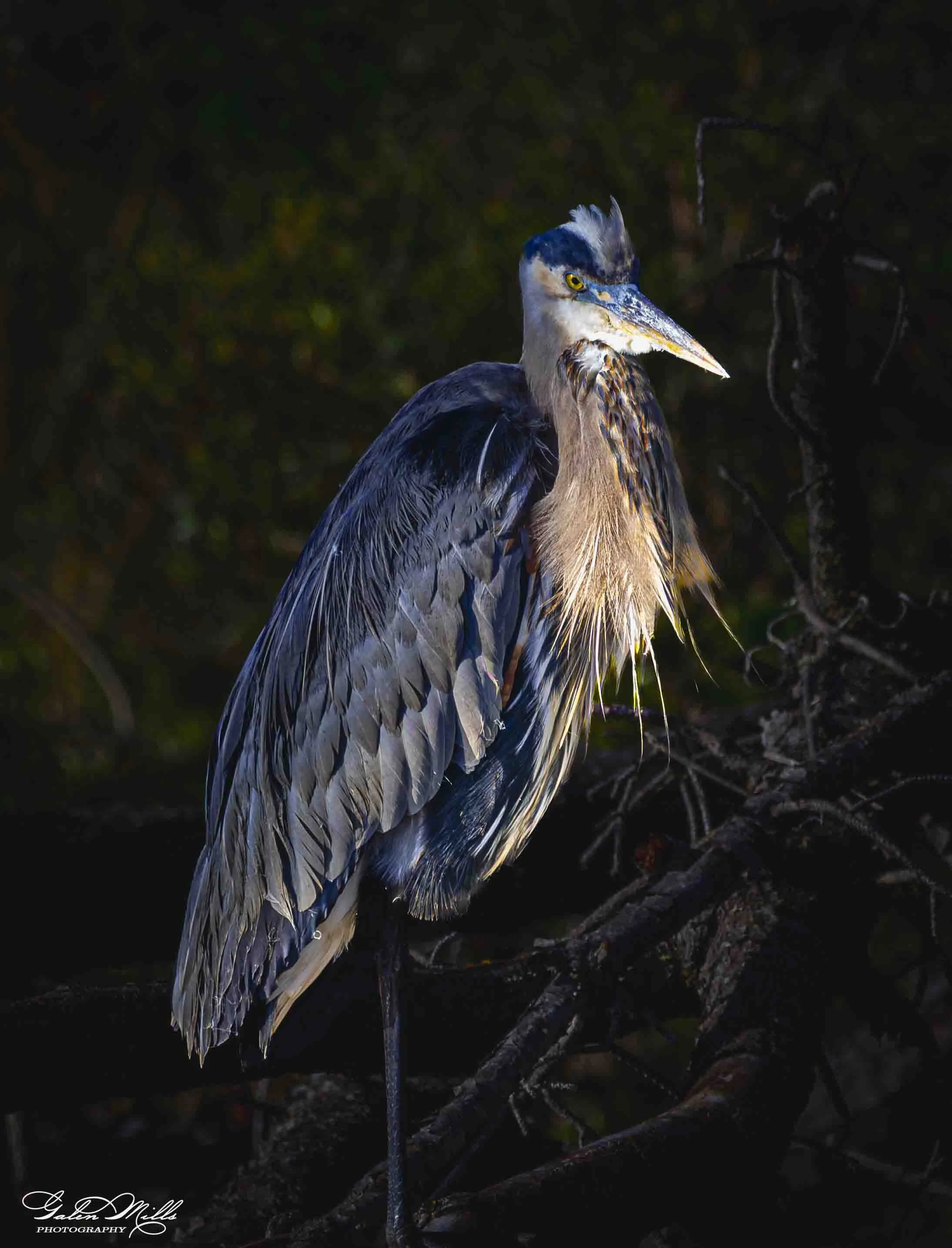 A heron standing  with dark foliage in the background, illuminated by a light source.