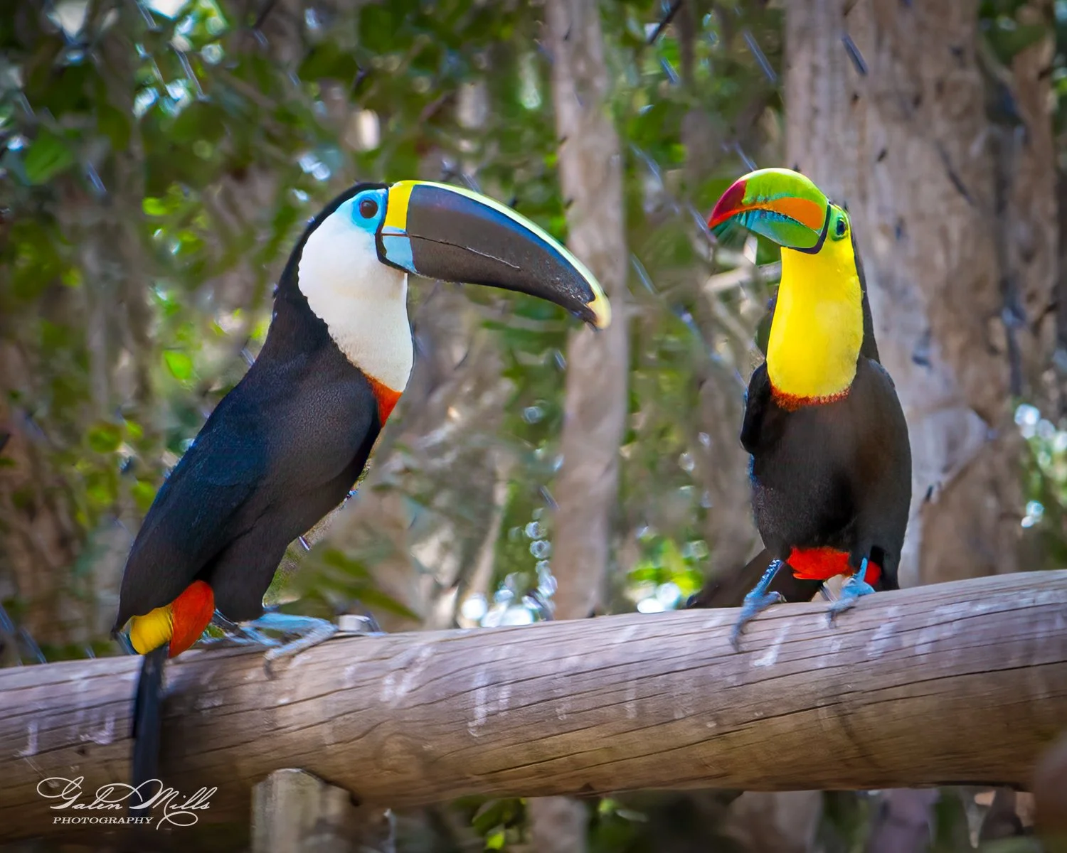 Two toucans perched on a wooden branch with a blurred tree background.