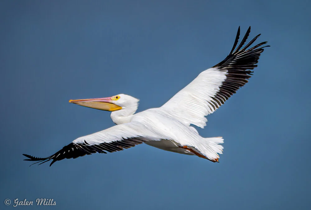 American white pelican in flight against a clear blue sky.