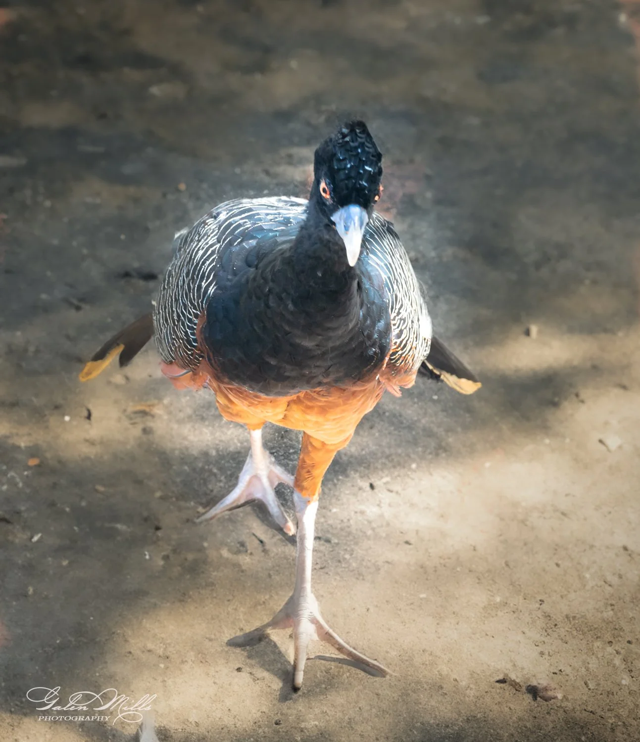 Crested guineafowl bird walking on ground
