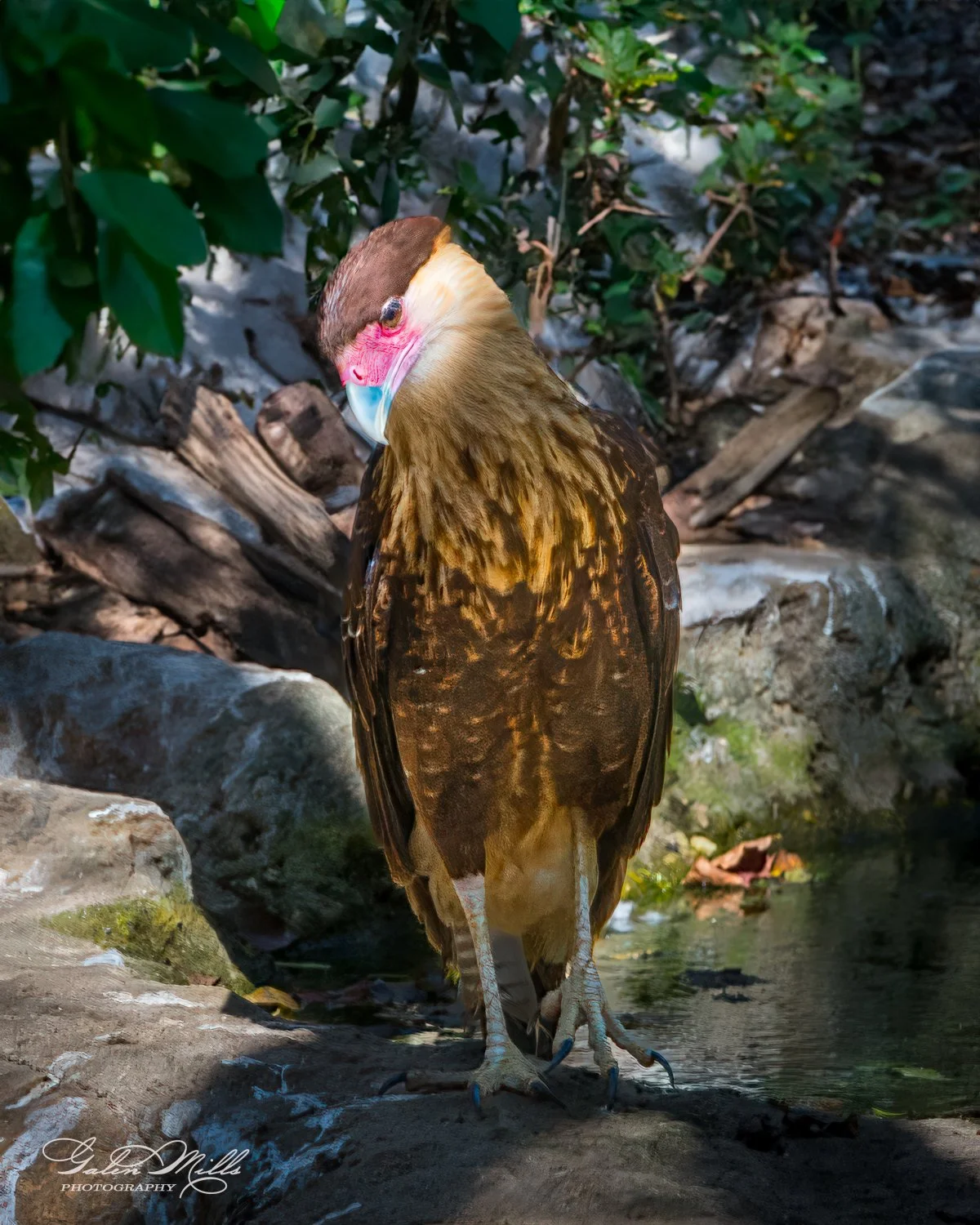 Crested caracara standing near a stream in a natural environment with green foliage and rocks.