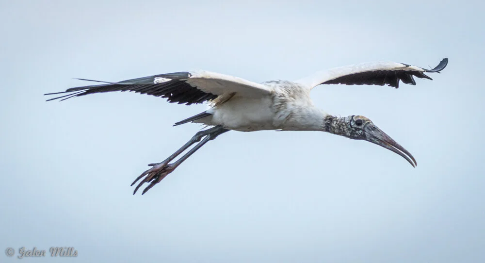 Wood stork in flight against a light sky