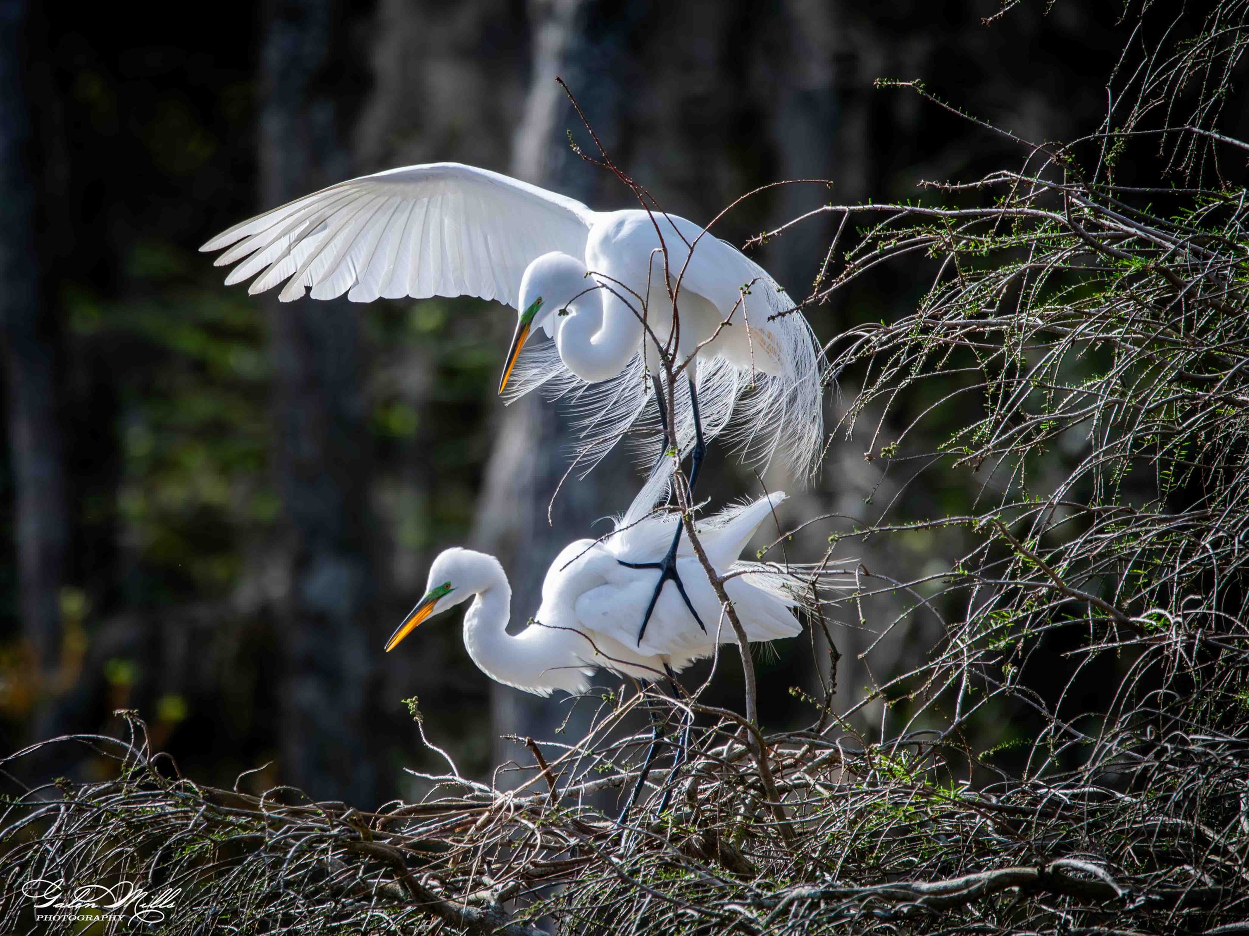Avian Gallery-46.jpg