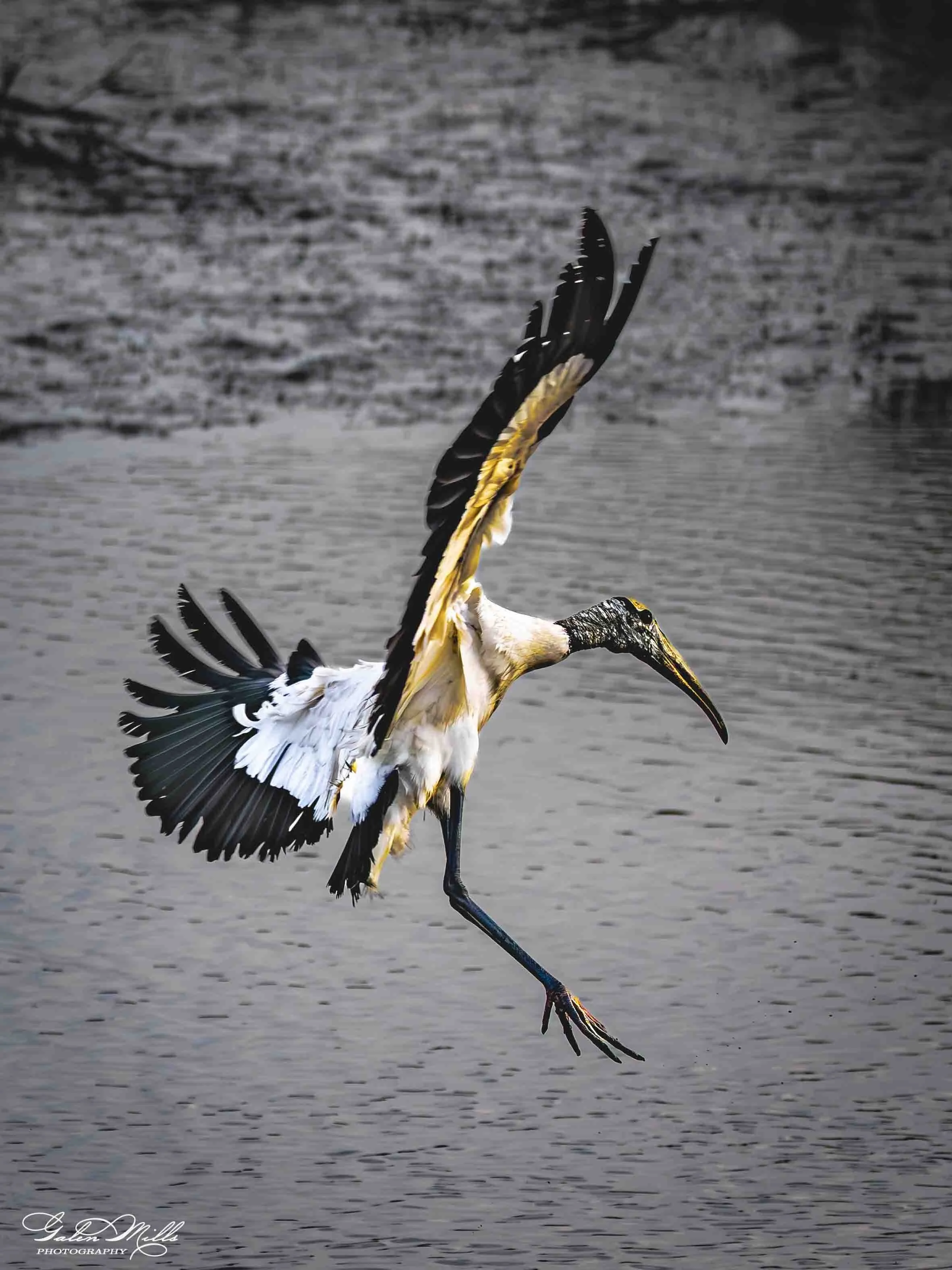 A stork standing on one leg with wings partially spread, near a body of water with a blurred natural background.