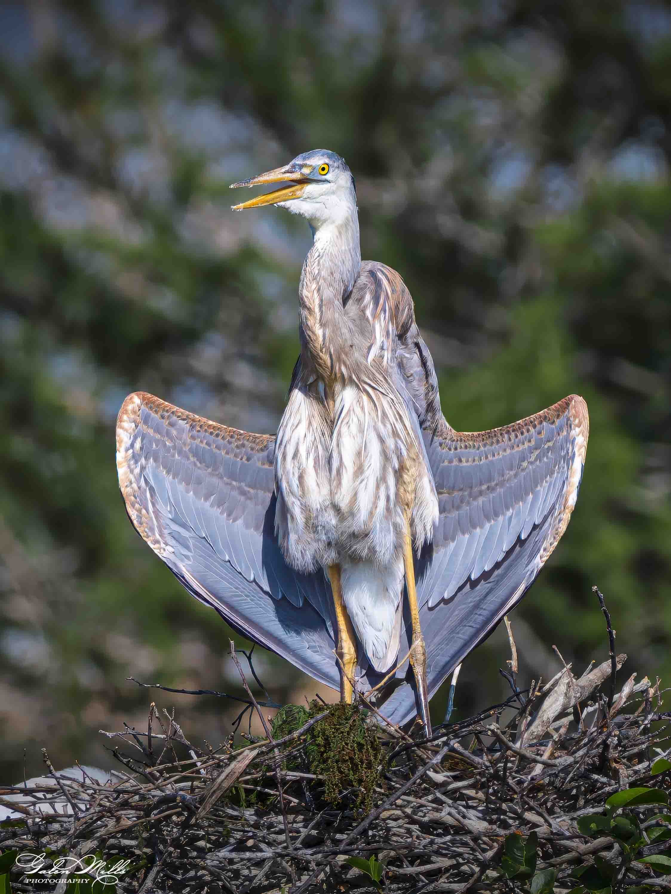 Water birds  Vert-45.jpg