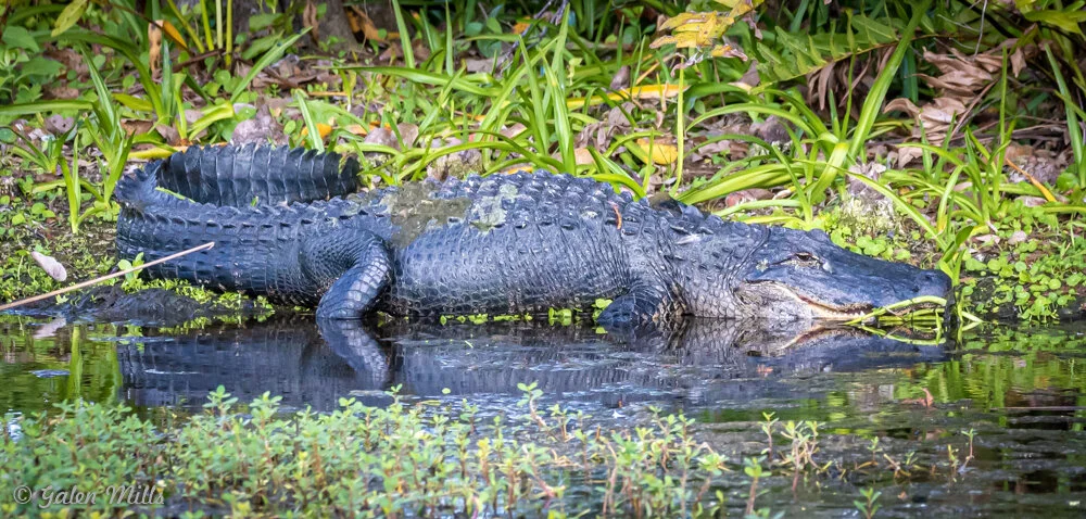 An alligator resting on the bank of a body of water, surrounded by green vegetation.