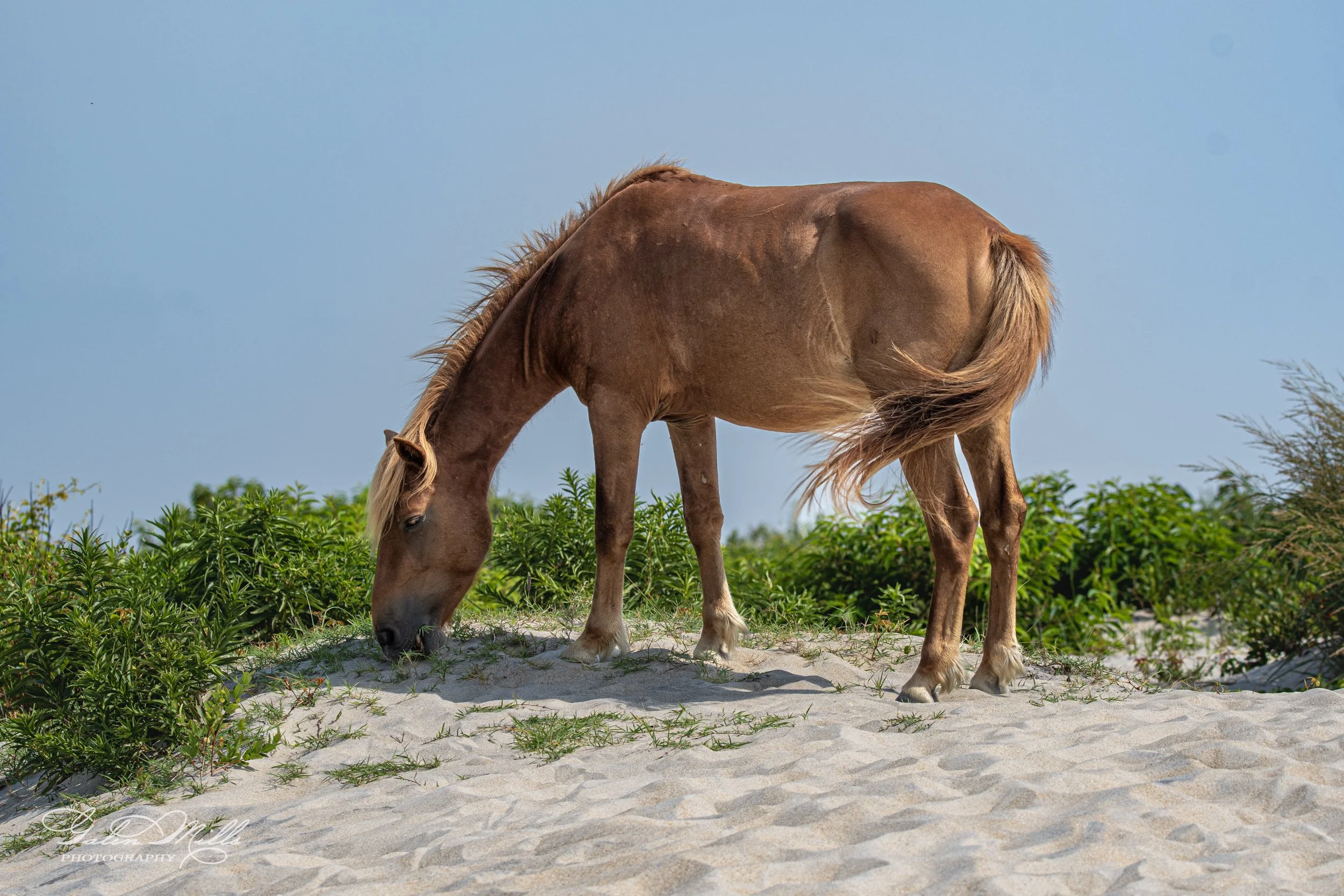 Wild horse grazing on a sandy dune with greenery in the background.