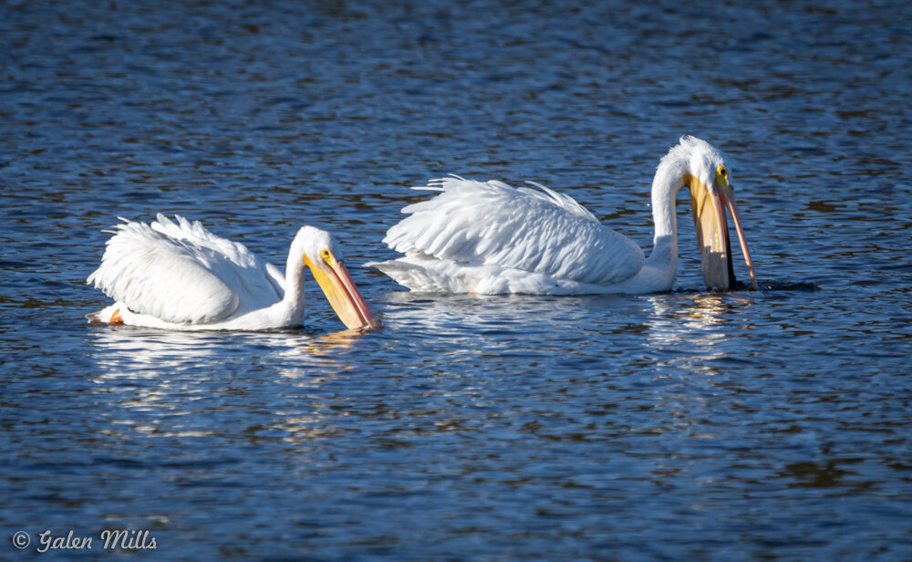 Two white pelicans in water, with one catching a fish.